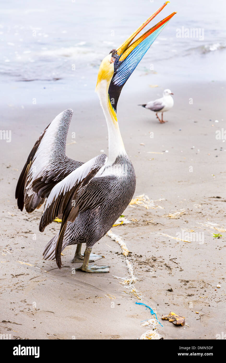 South American Pelican on Ballestas Islands in Peru,Paracas National park. Flora and fauna Stock Photo
