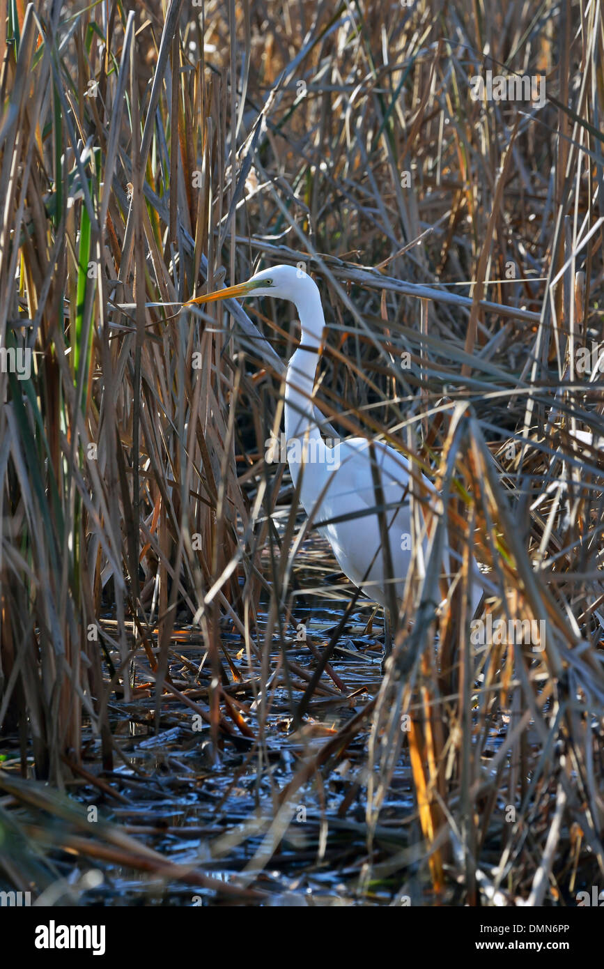 a Great White Egret (Egretta alba) in a marsh, Racconigi, Piedmont, Italy Stock Photo