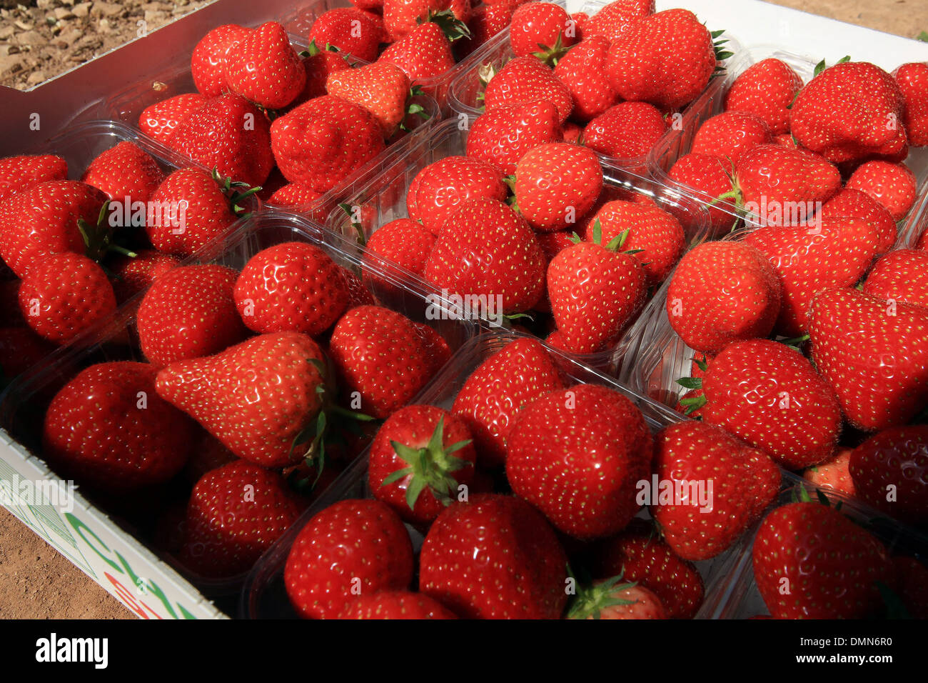 The bumper crop at Cheddar Valley Strawberries, Draycott, Somerset