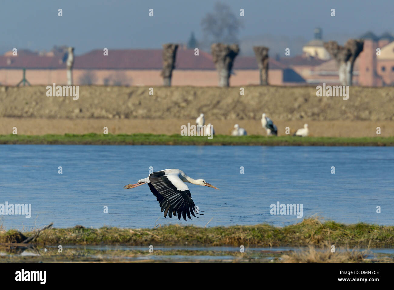 a White Stork flying over the marsh of the Cicogne e Anatidi center, Racconigi, Piedmont, Italy Stock Photo