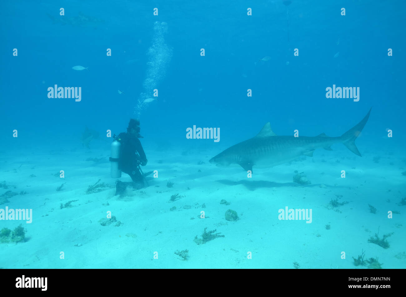 Tiger Shark meets diver at Tiger Beach, Bahamas Stock Photo Alamy