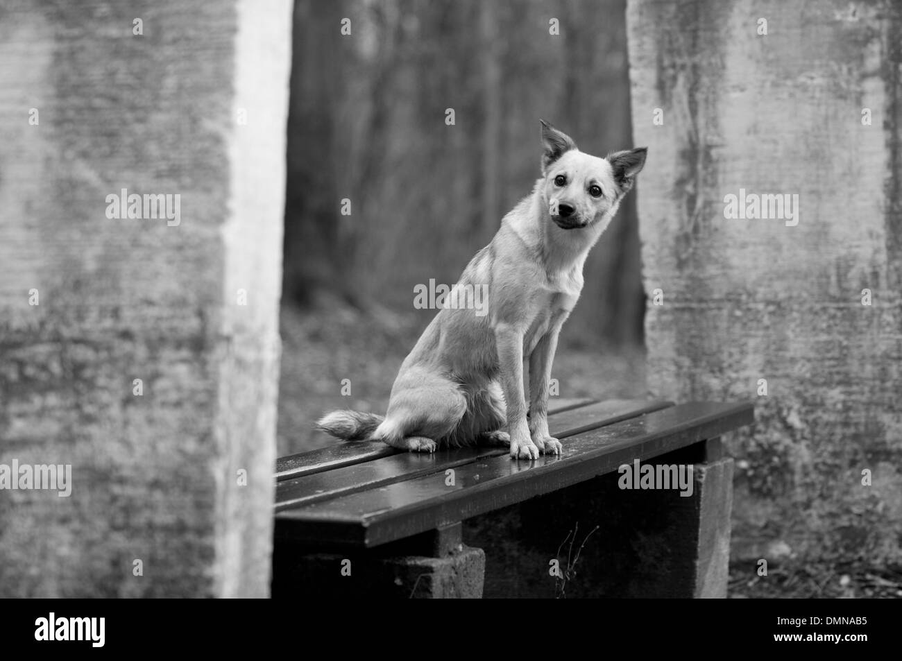 Dog sitting attentively on a bench Stock Photo