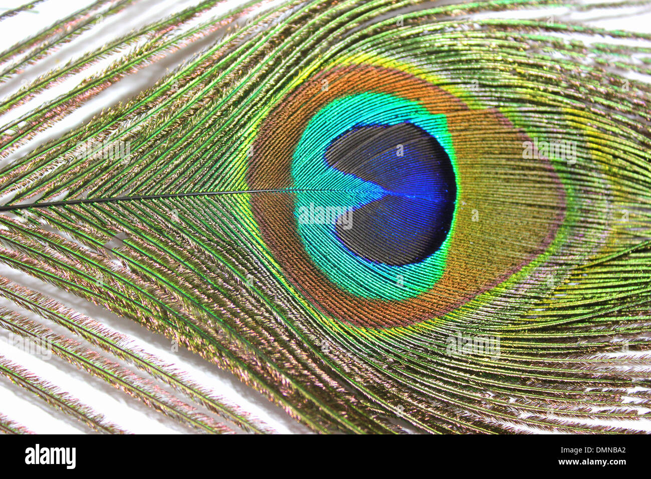 Peacock Feather Single with Beautiful Blue Eye Stock Photo