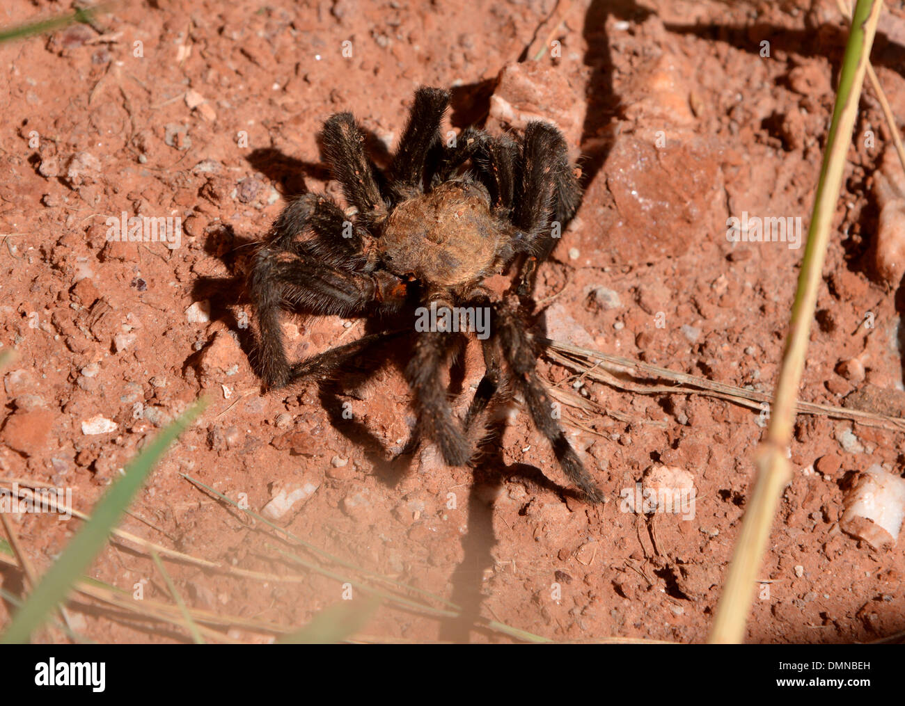 Tarantula in texas hires stock photography and images Alamy