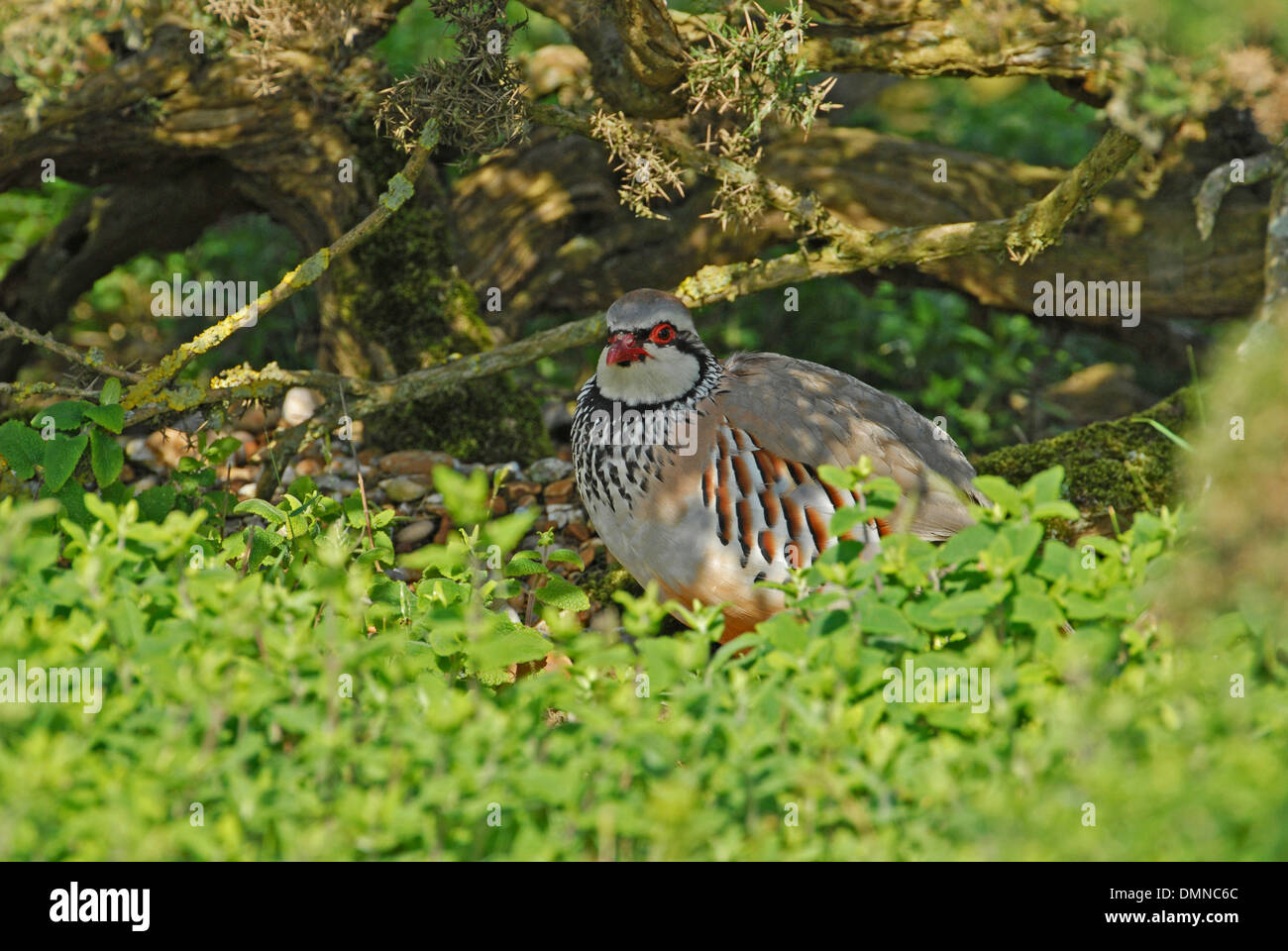 Red-legged partridge (Alectoris rufa) sheltering under hedge Stock Photo