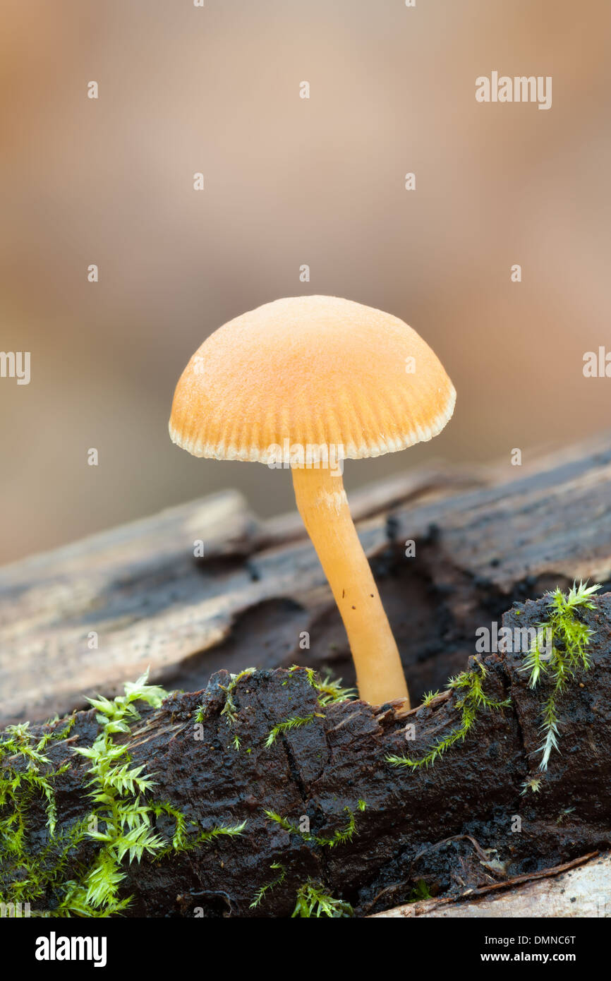 Beautiful yellow mushroom in the autumn Stock Photo
