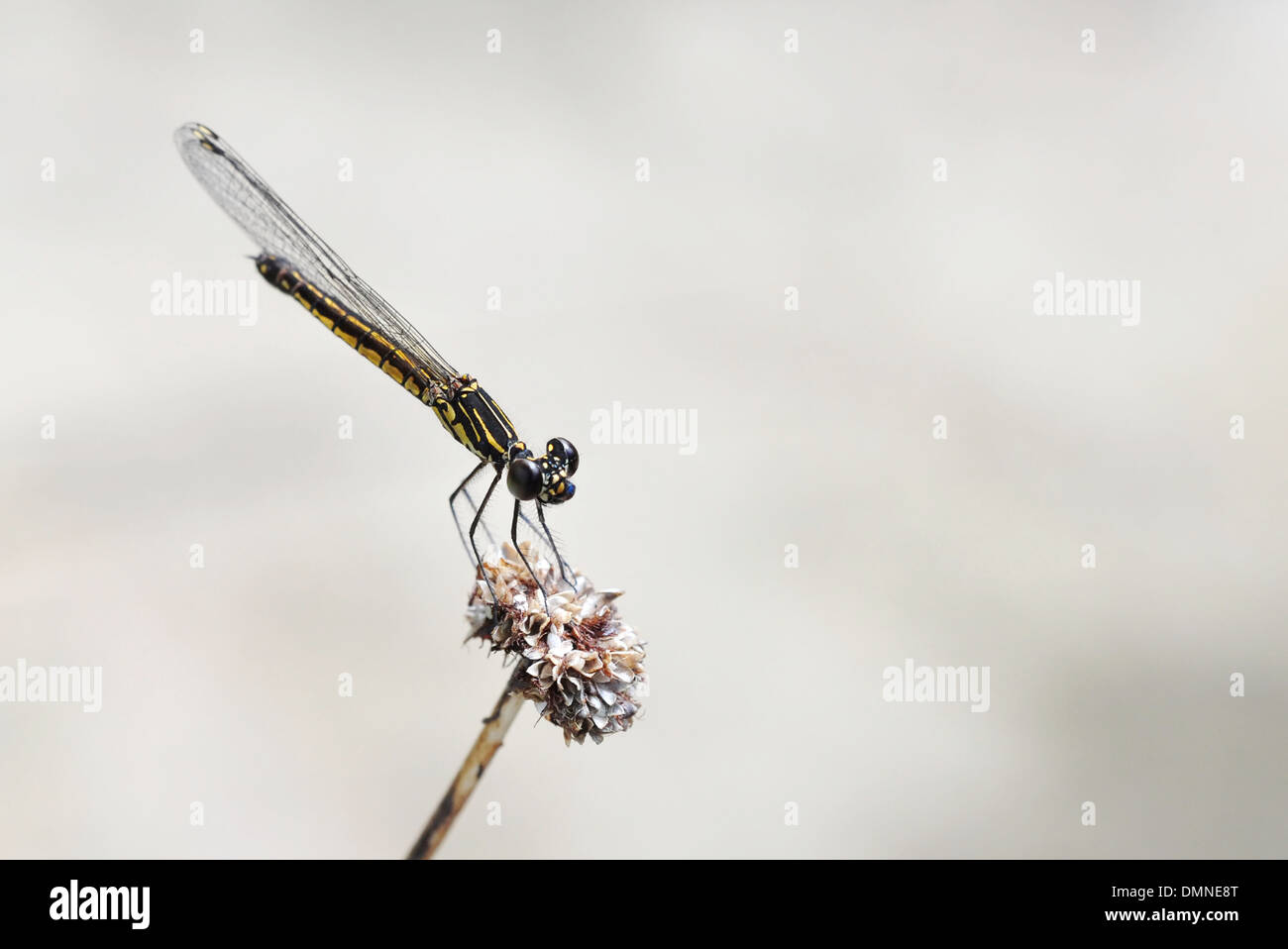 A Black Dragonfly Stock Photo Alamy