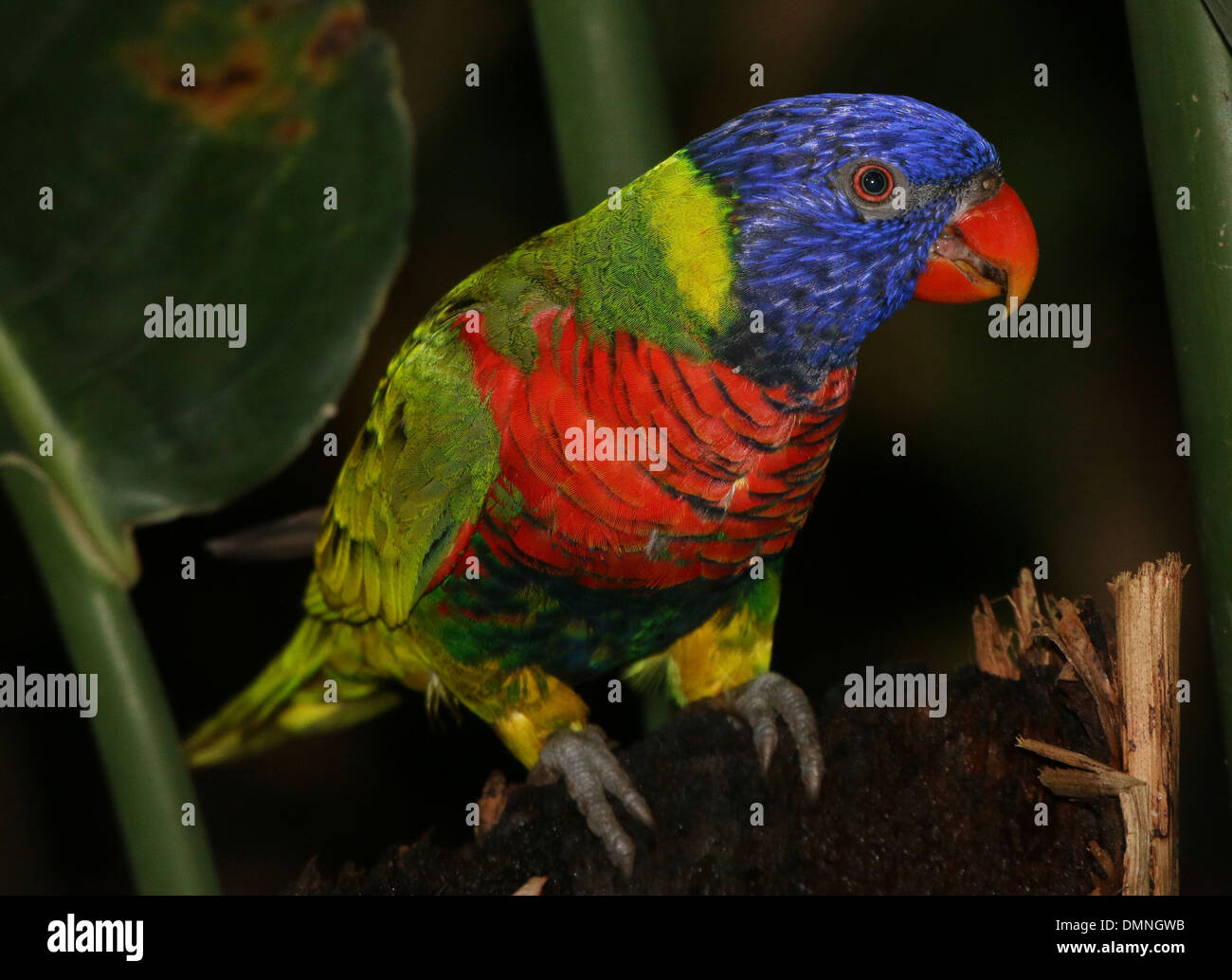 Close-up of a Rainbow Lorikeet (Trichoglossus haematodus) in a zoo Stock Photo