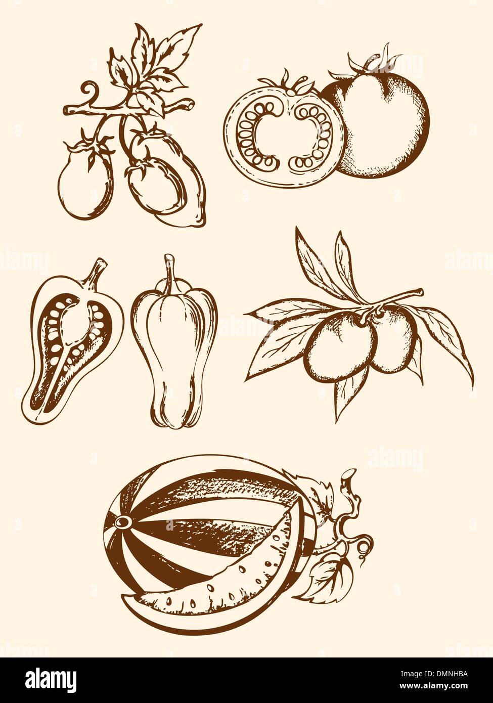 Watermelon vegetative illustration Stock Vector Images - Alamy