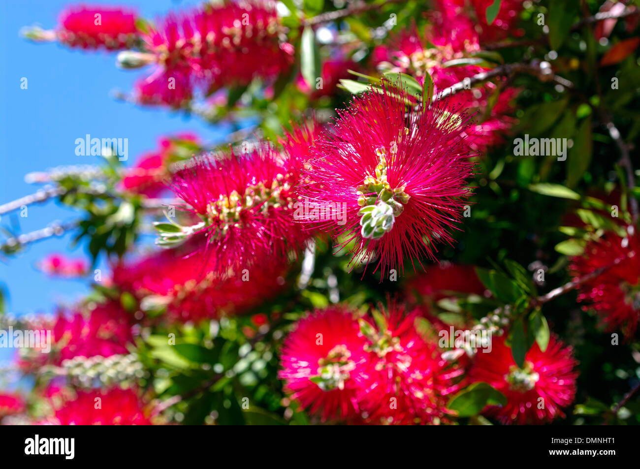 Australian flowering bottle brush tree (Callistemon Shrub Stock Photo