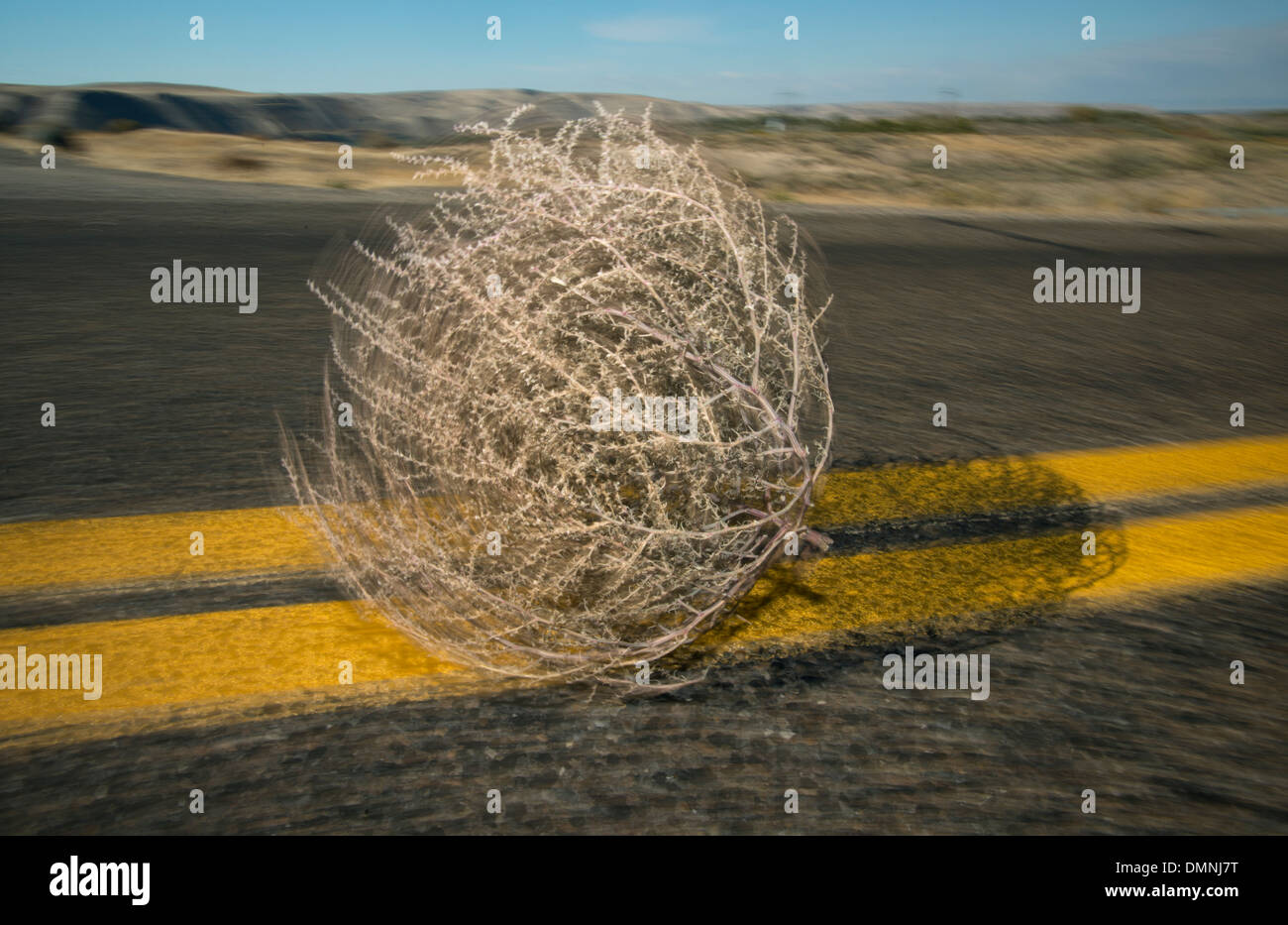 Tumbleweed (Prickly Russian Thistle) (Salsola tragus) Blowing down highway, Idaho Stock Photo