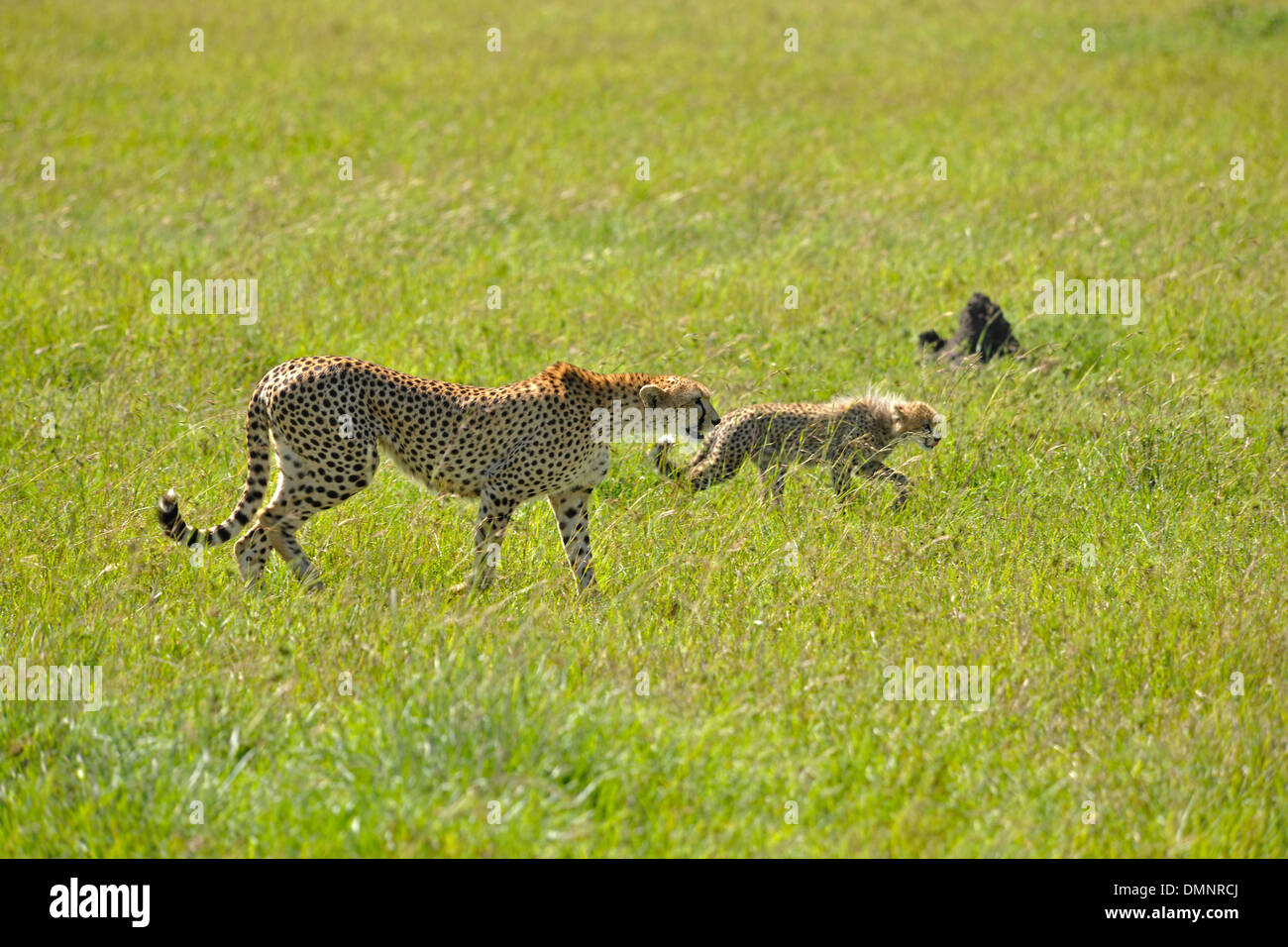 on safari in africa with the wild beasts Stock Photo Alamy