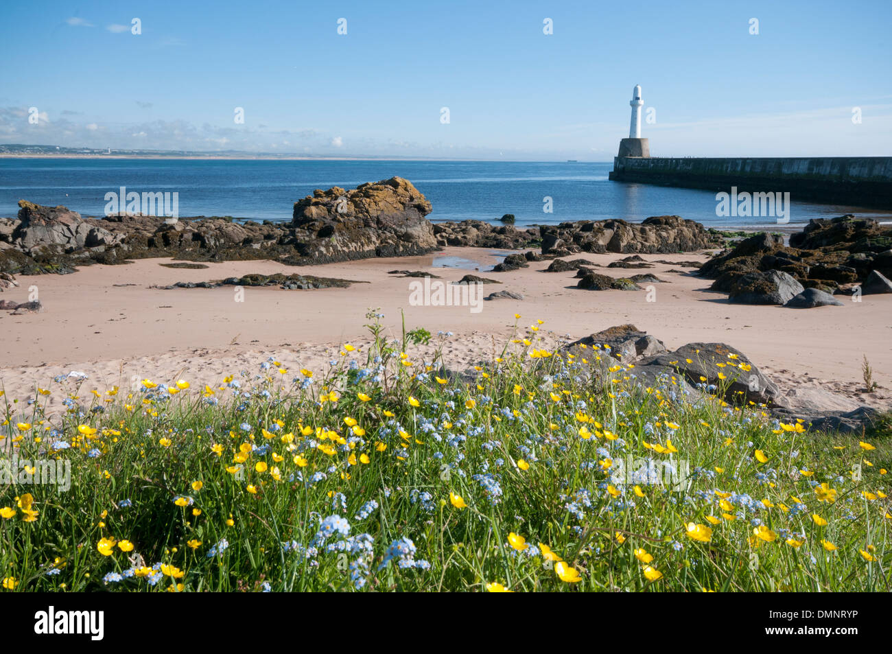 torry lighthouse wild flowers  pier aberdeen beach Stock Photo