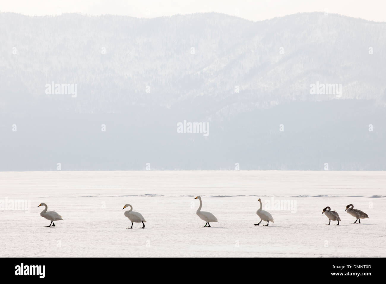 Whooper swans walking in line at frozen lake. Stock Photo