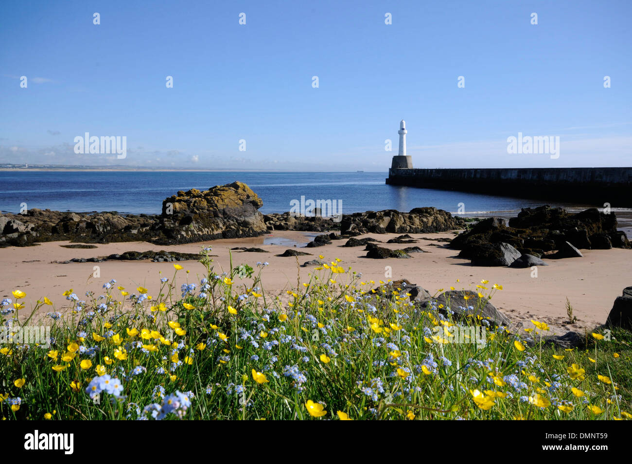 torry lighthouse wild flowers  pier aberdeen beach Stock Photo