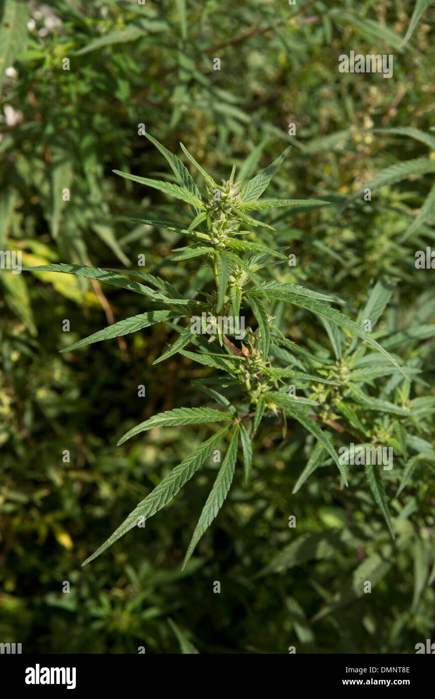 Bh1686 Bhutan, Bumthang Valley, Jambey, common hemp, cannabis sativa plant growing wild Stock Photo