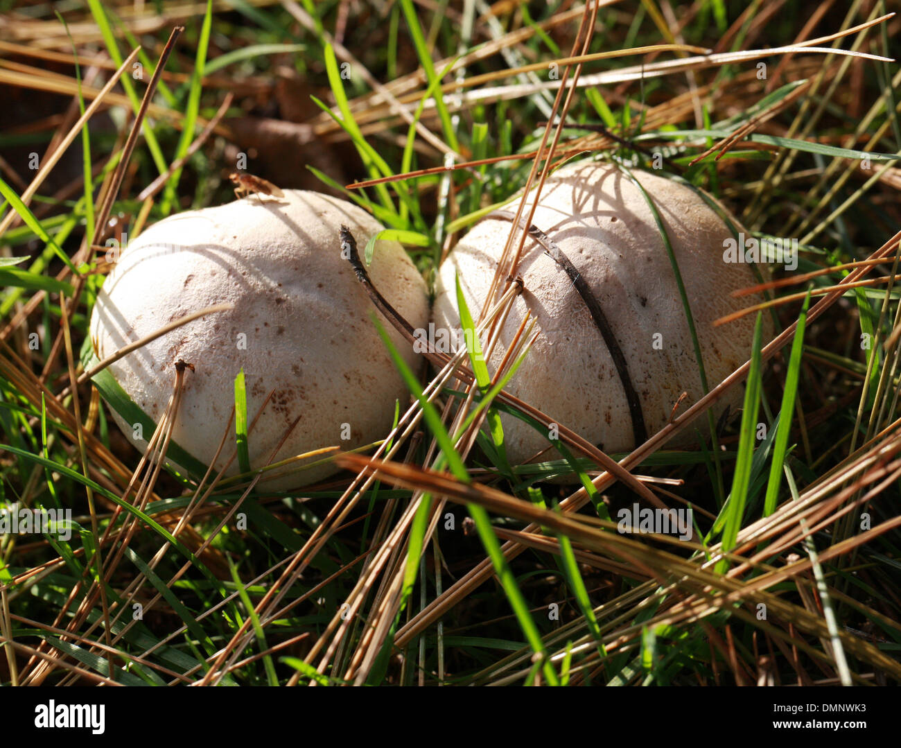 Cultivated Mushroom, Agaricus bisporus, Agaricaceae. Wild form. Stock Photo