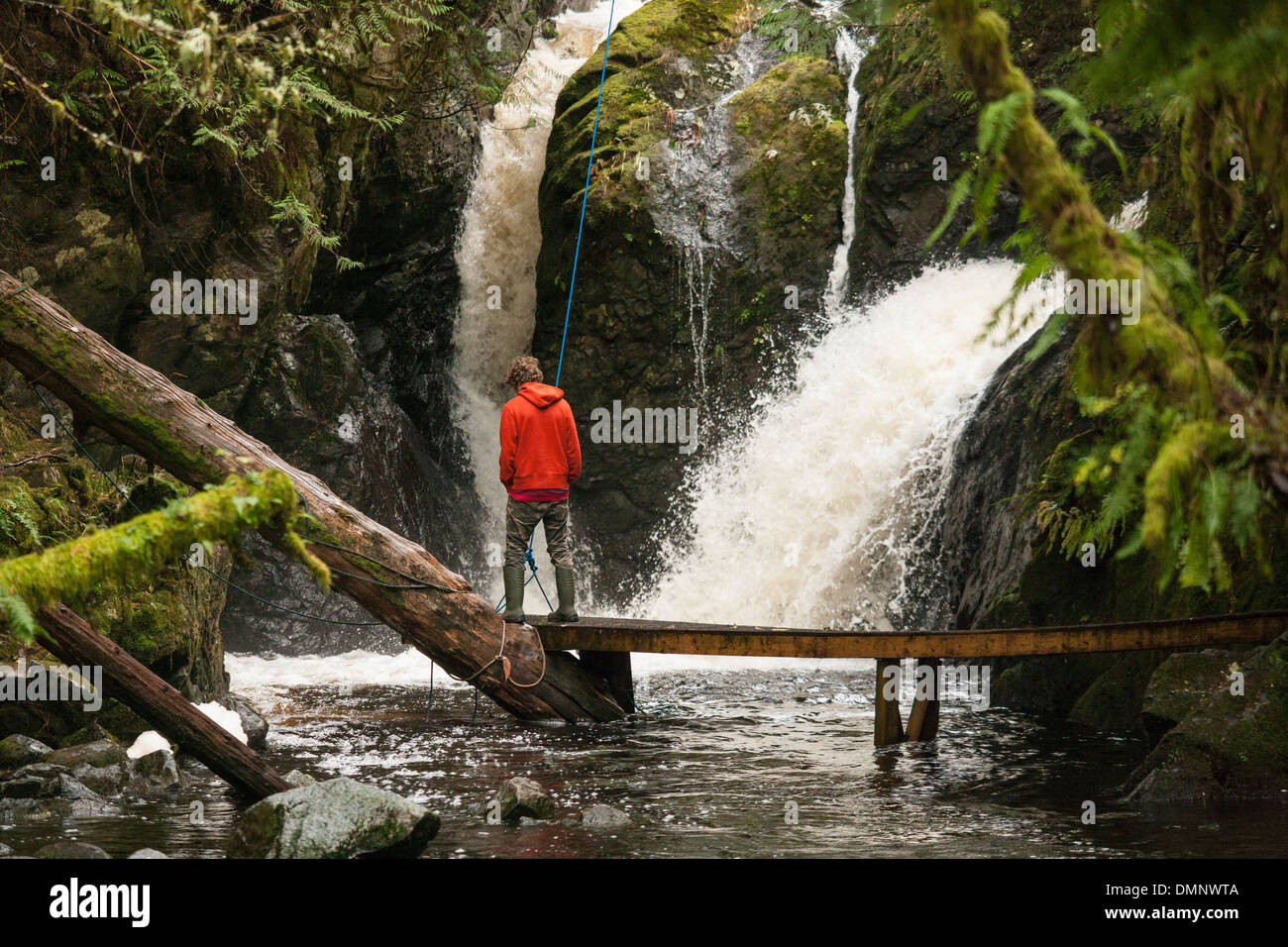 Fish hatchery worker on boardwalk looking for salmon in Thornton Creek