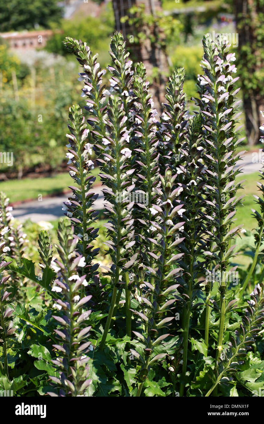 Spiny Bears Breeches, Acanthus spinosus, Acanthaceae Stock Photo