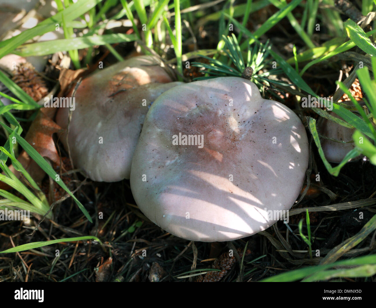 Wood Blewit, Lepista nuda, Tricholomataceae. Growing under a spruce tree, November. Stock Photo