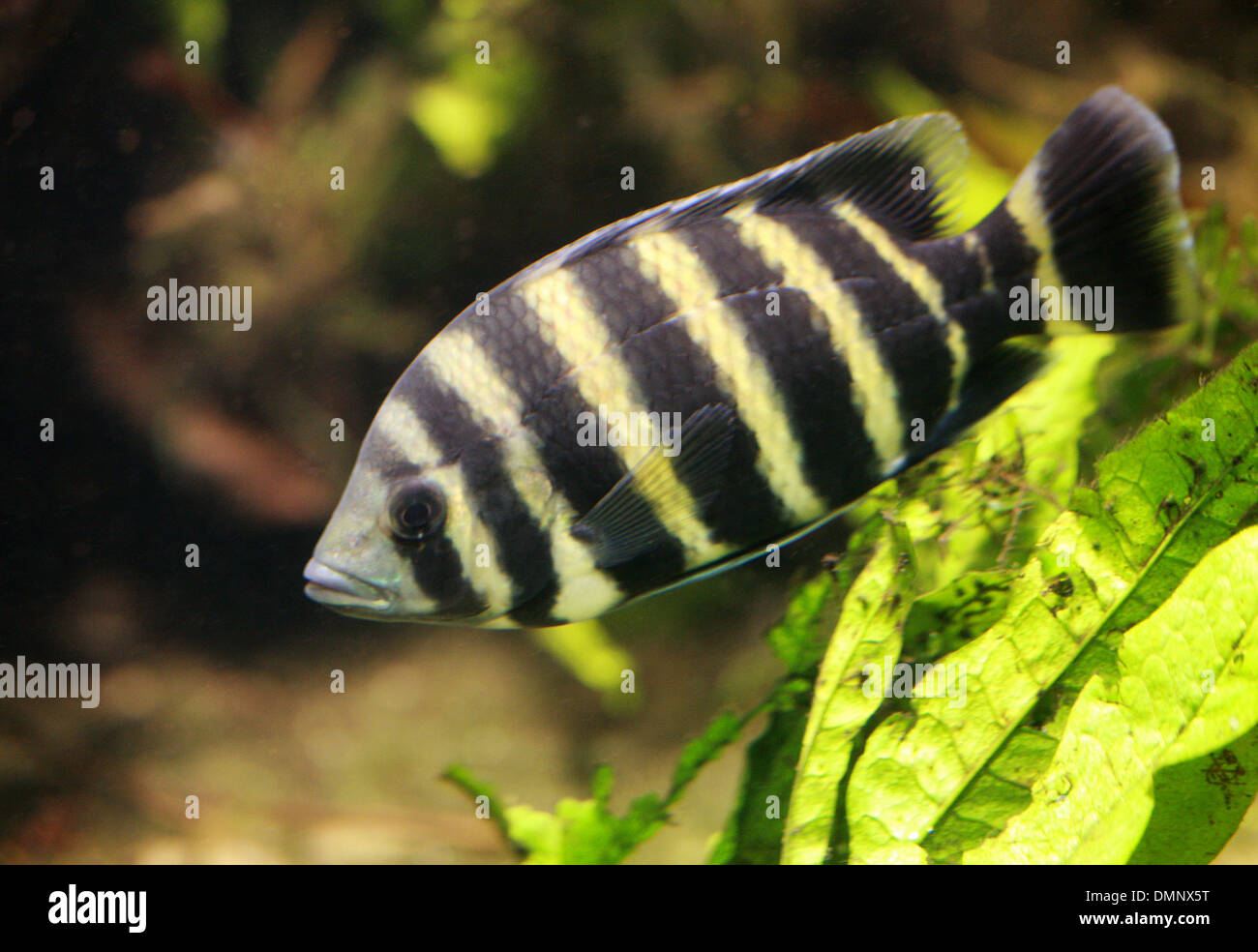 African Cichlid, Cichlidae, Perciformes, Chordata. Freshwater Fish from Lake Malawi. Stock Photo