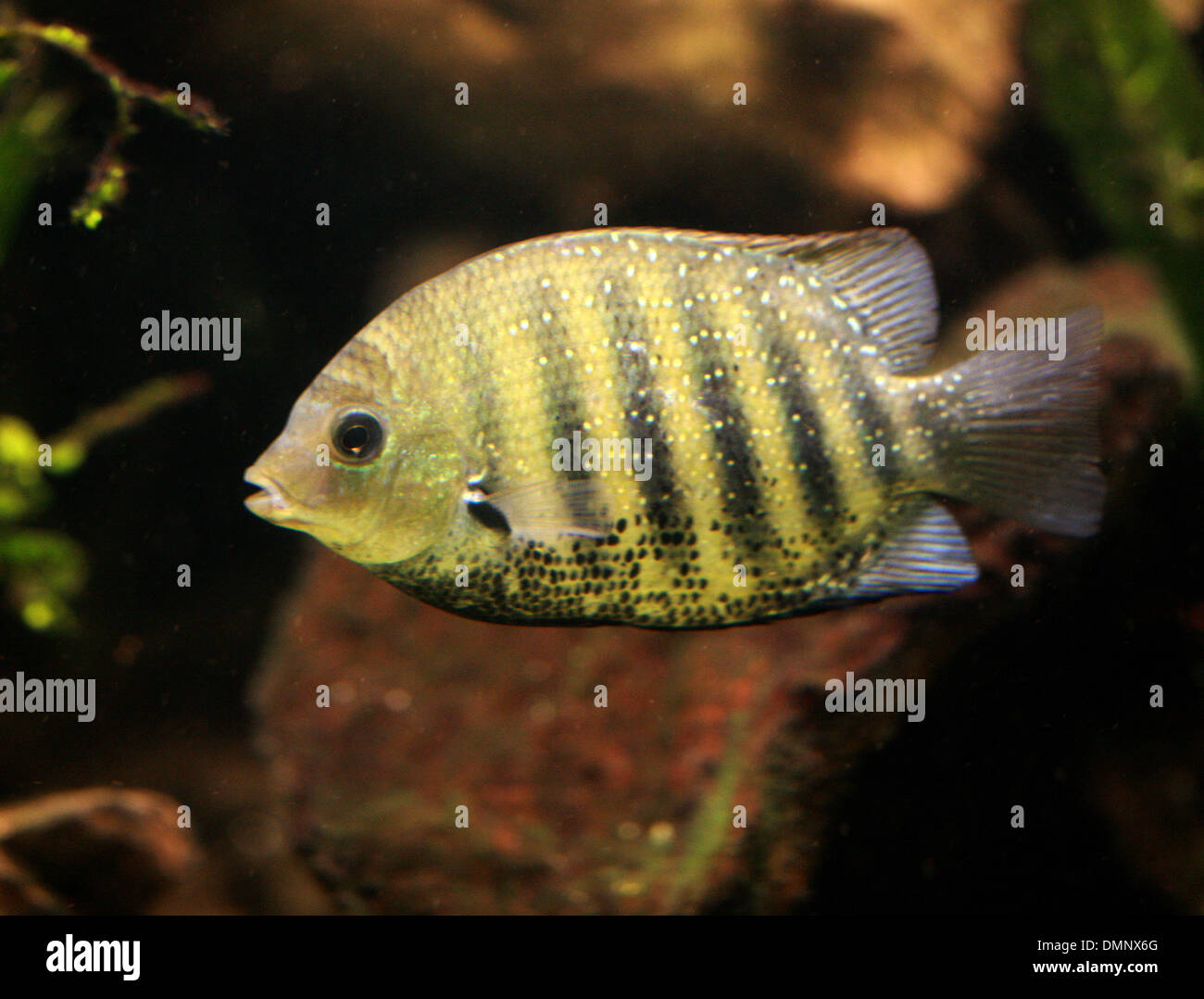 African Cichlid, Cichlidae, Perciformes, Chordata. Freshwater Fish from Lake Malawi. Stock Photo