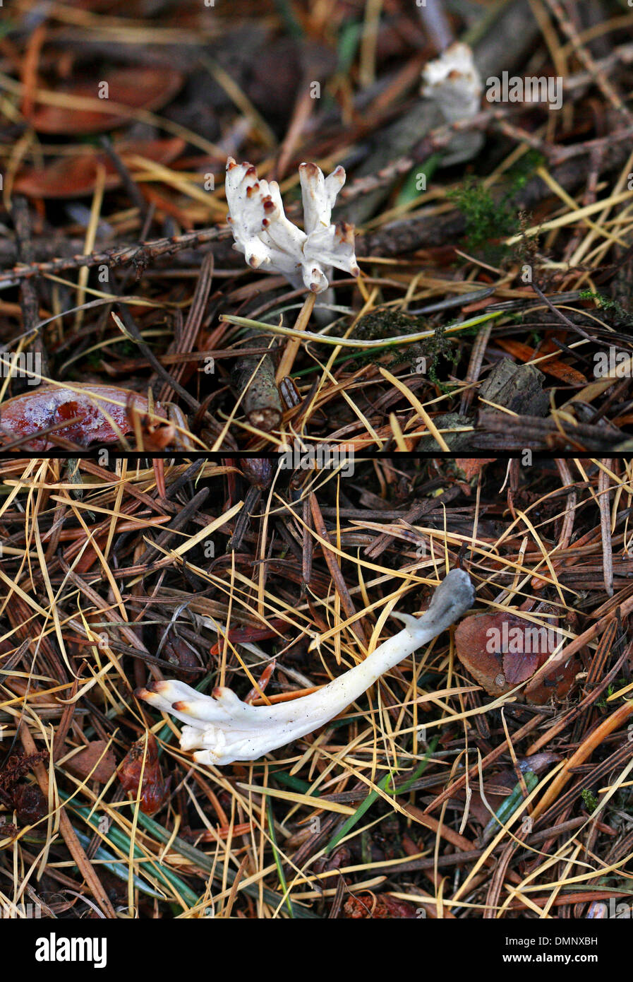Wrinkled Coral Fungus, Clavulina rugosa, Clavulinaceae. Specimen found growing in a group under a pine tree (November). 2 Images Stock Photo