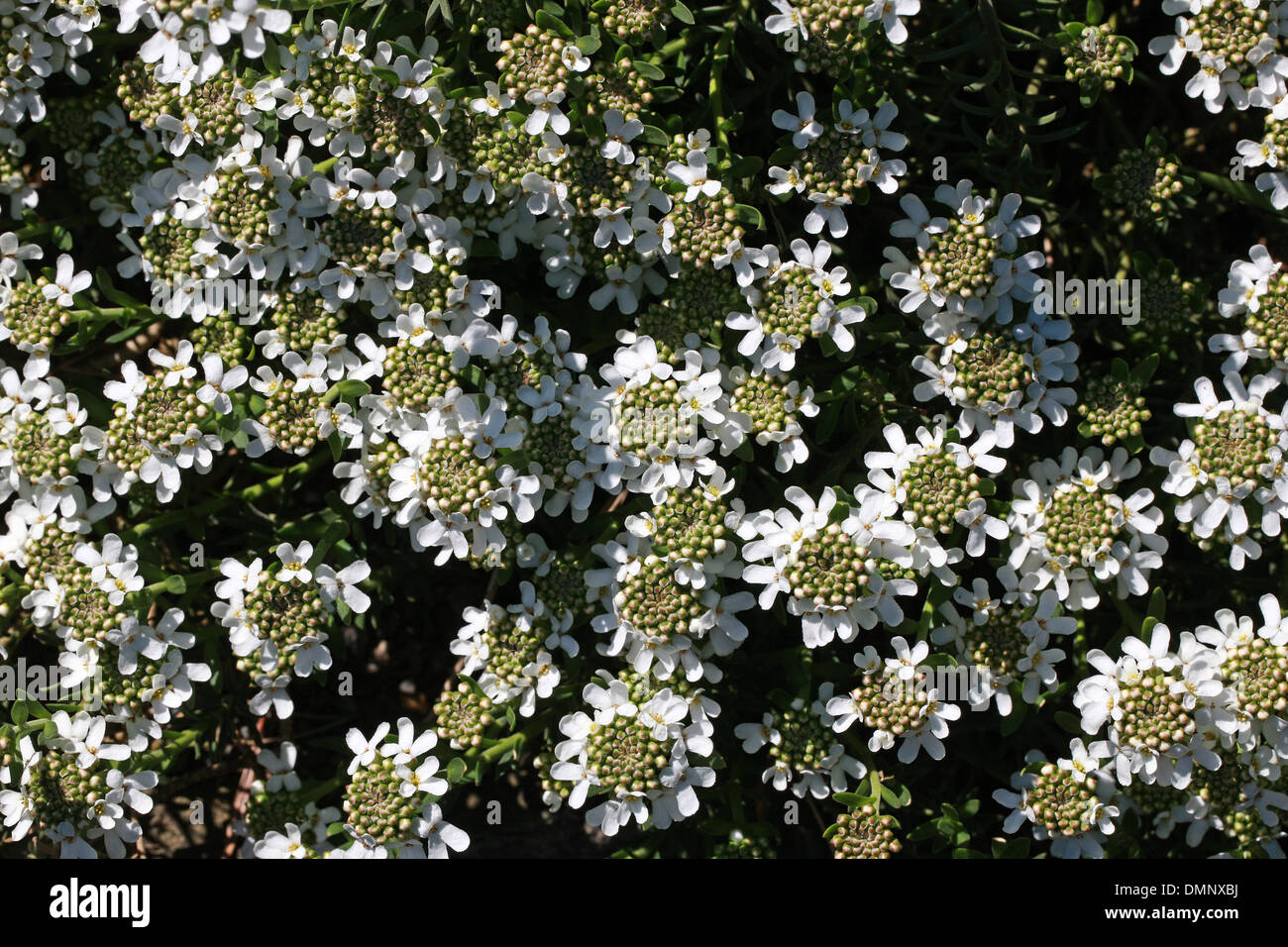 Candytuft, Iberis saxatilis subsp. cinerea, Brassicaceae. Spain, Europe. Stock Photo