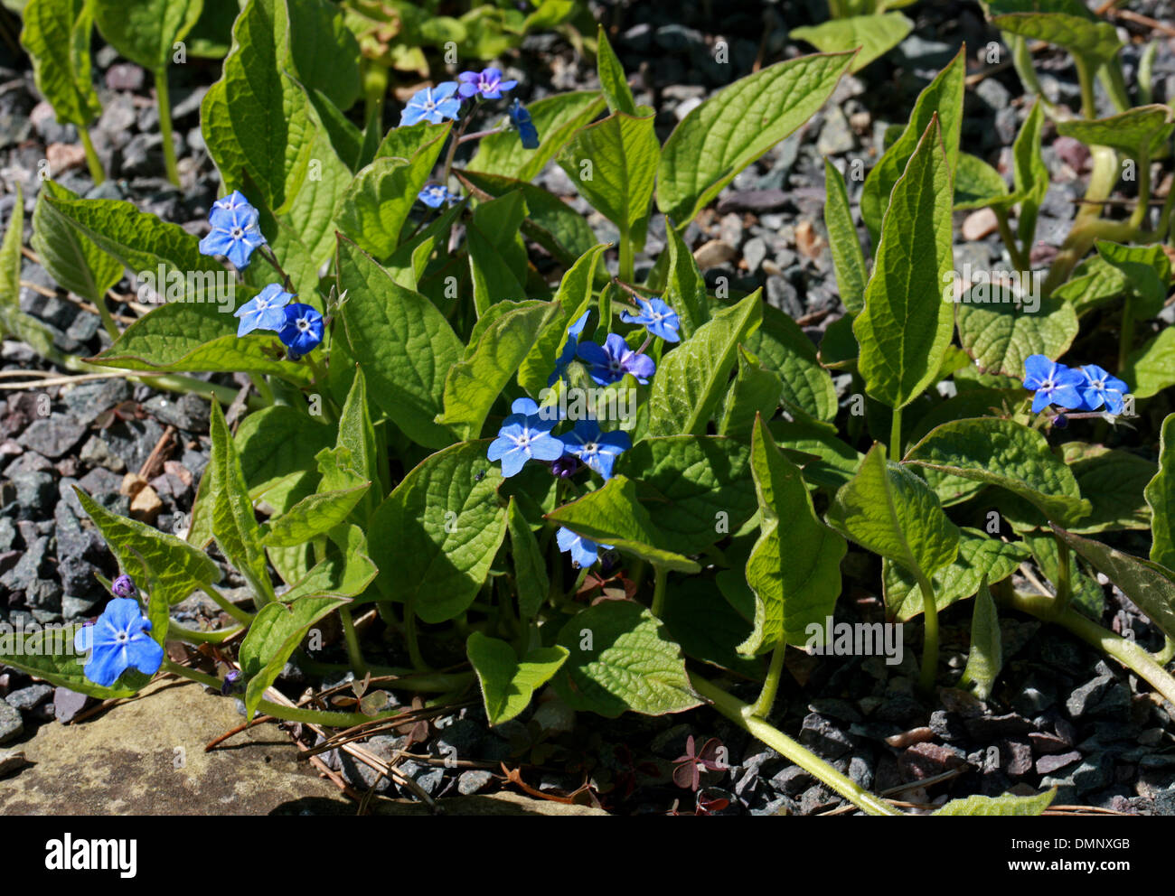 Creeping Navelwort, Blue-eyed Mary, Creeping forget-me-not, Omphalodes verna, Boraginaceae. Europe. Syn. Cynoglossum omphaloides Stock Photo