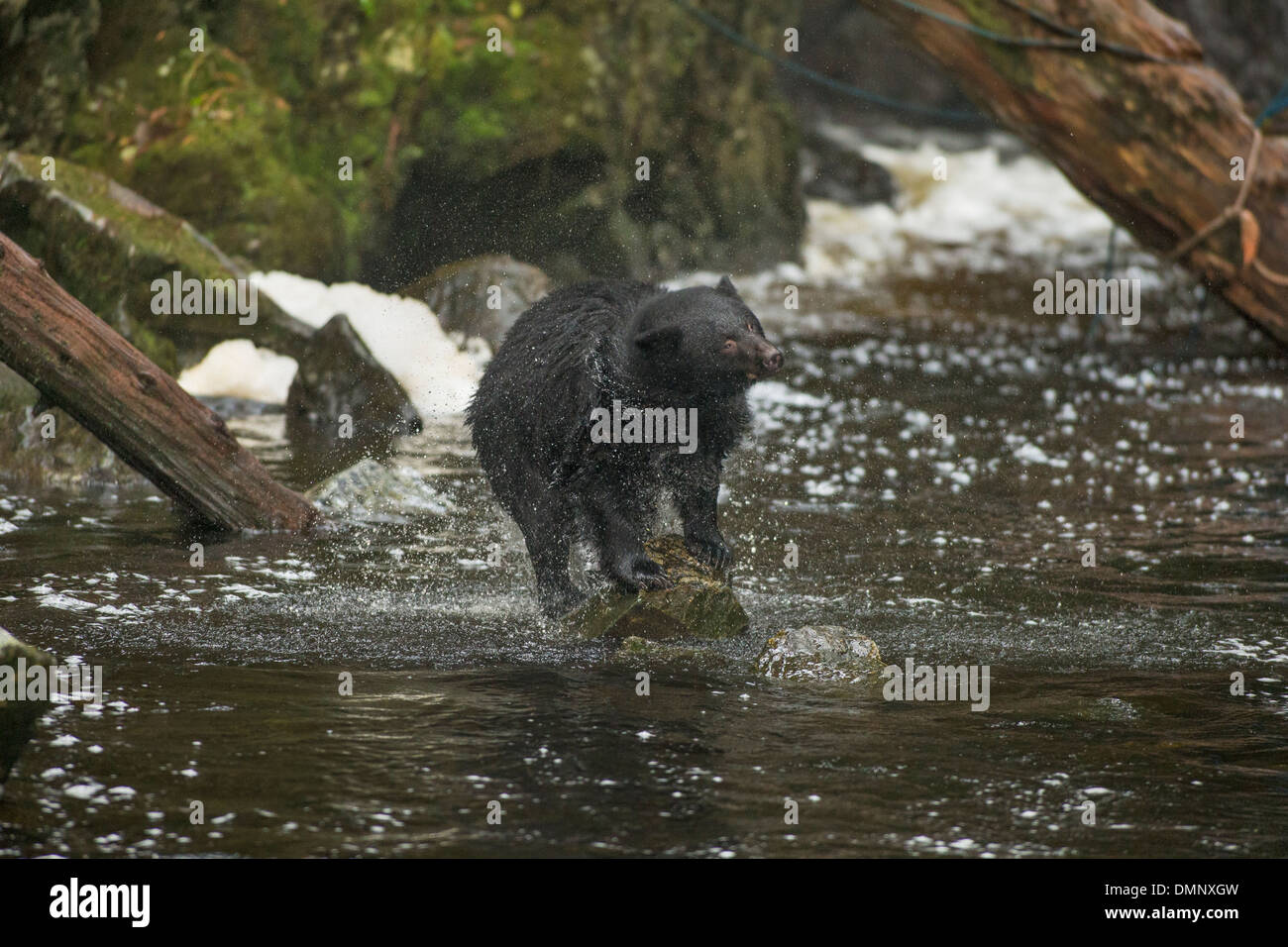 Black Bear Shaking Water Off Hi Res Stock Photography And Images Alamy