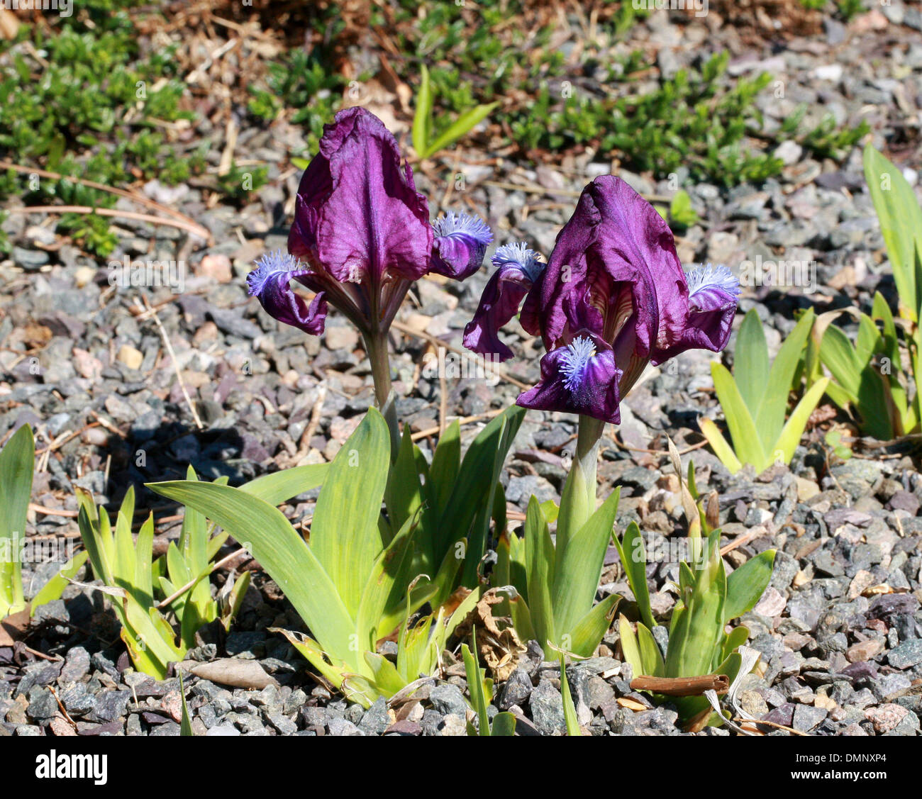 Dwarf Iris, Iris pumila, Iridaceae. Europe. It ranges from Austria through eastern Europe and the Balkans, Ukraine, Russia. Stock Photo