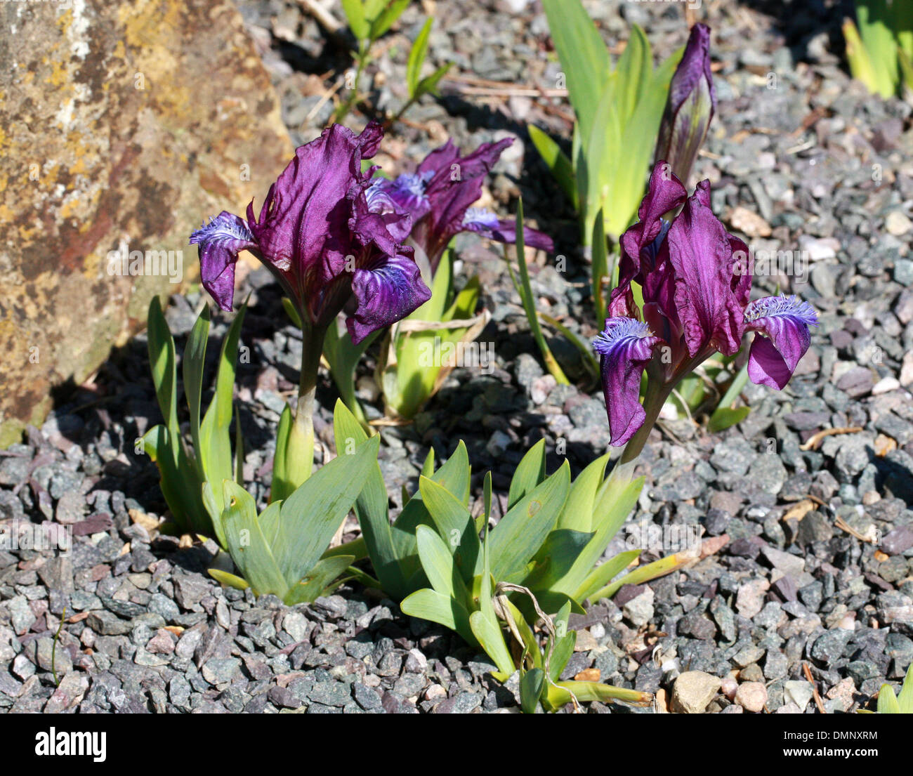 Dwarf Iris, Iris pumila, Iridaceae. Europe. It ranges from Austria through eastern Europe and the Balkans, Ukraine, Russia. Stock Photo