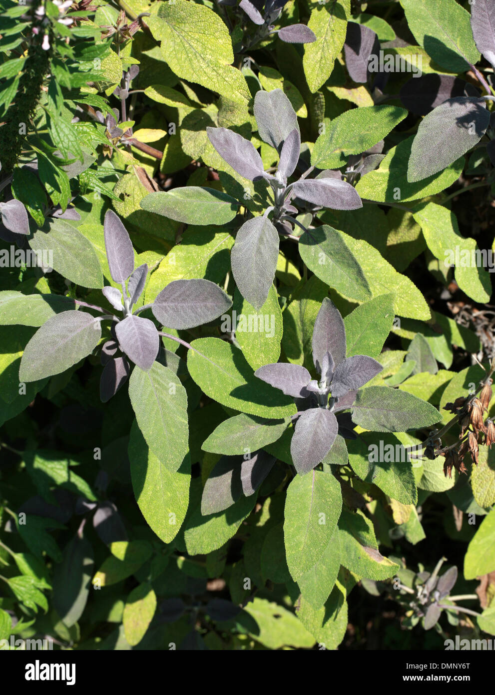 Sage, Garden Sage or Common Sage, Salvia officinalis, Lamiaceae Stock