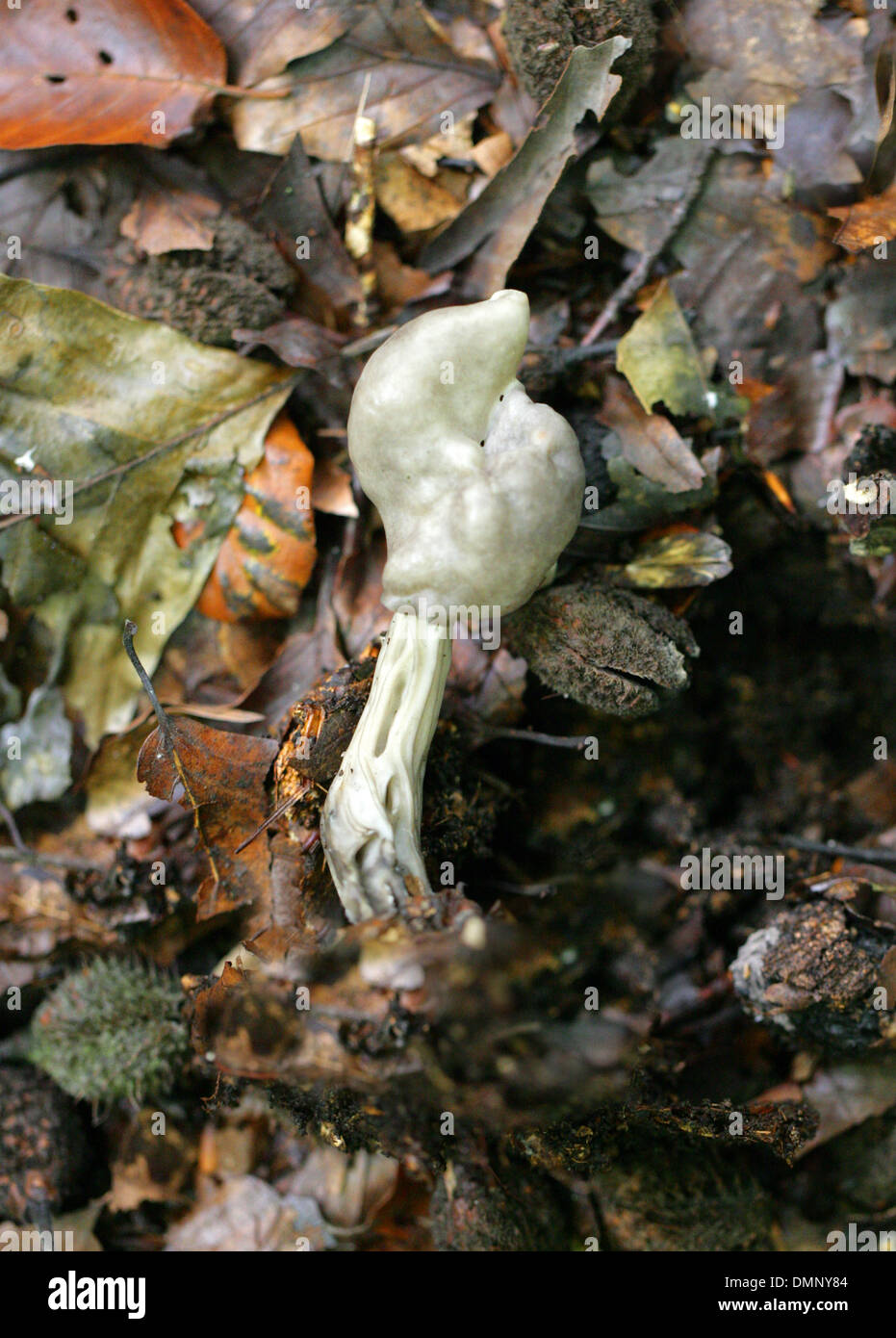White Saddle Fungus, Helvella crispa, Helvellaceae. Stock Photo