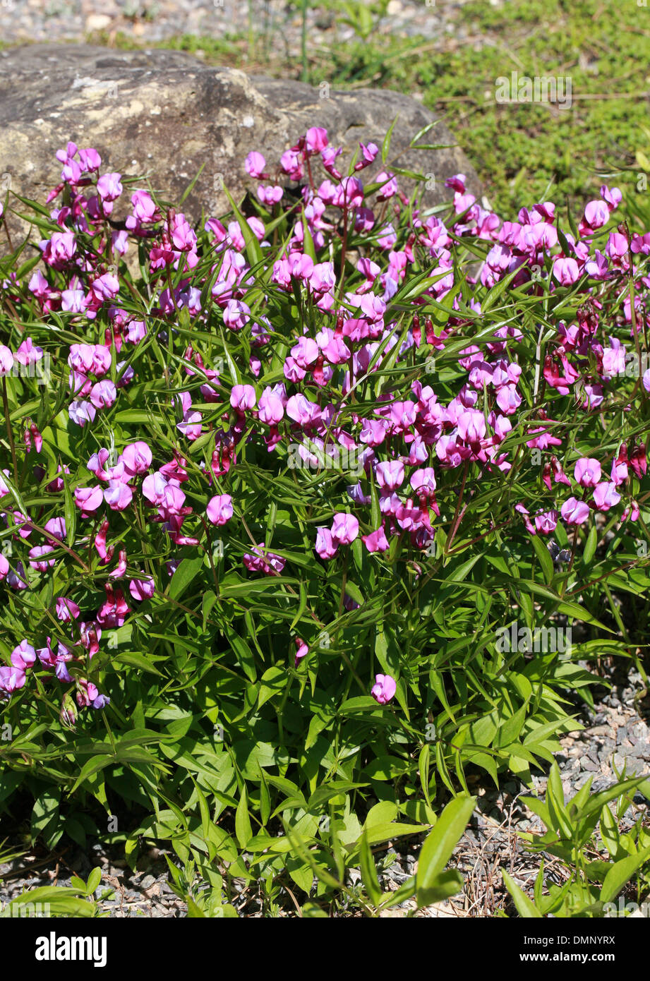 Spring Bitter Vetch, Lathyrus vernus, Fabaceae. Europe. Stock Photo