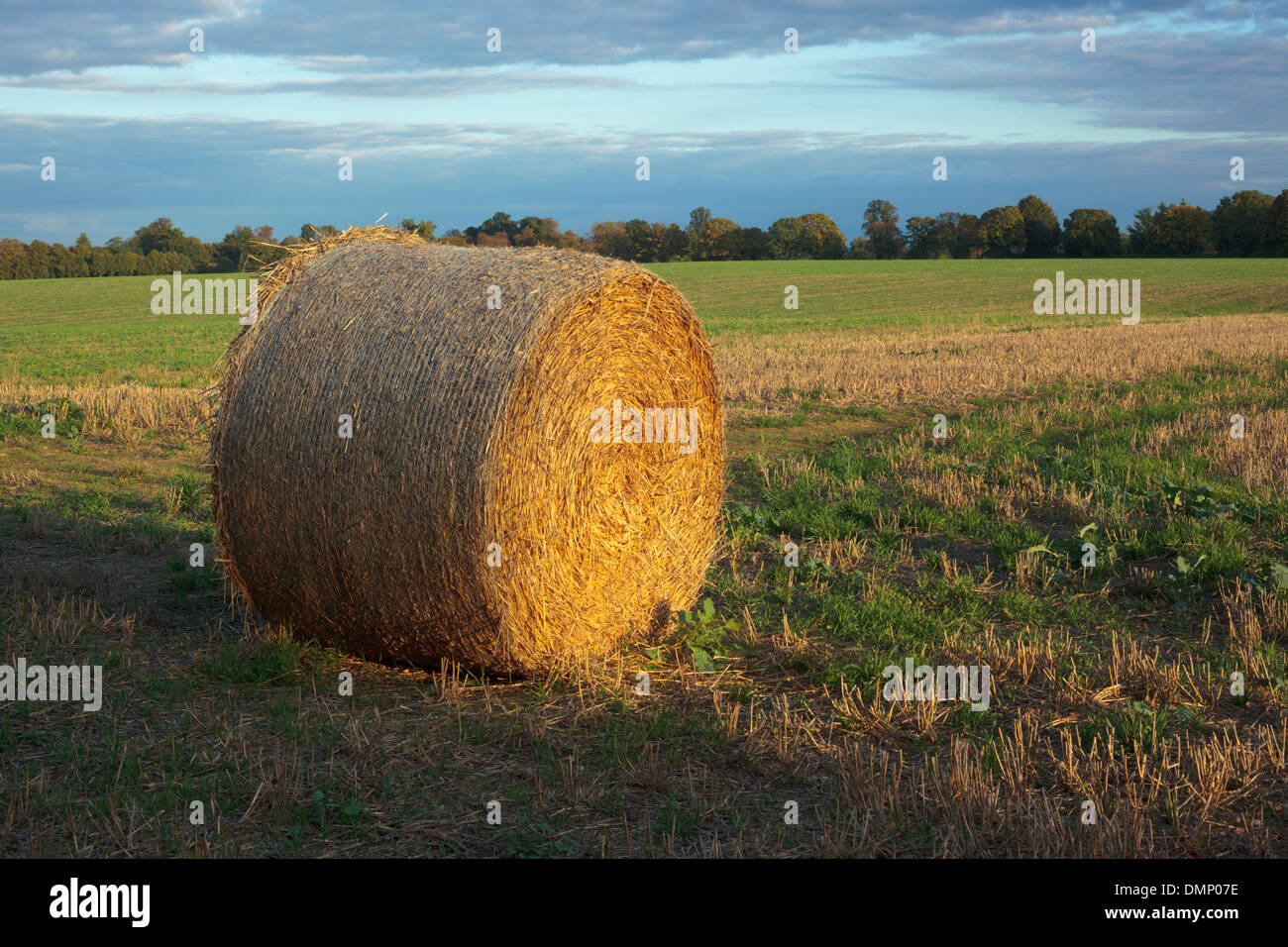 Round bales of hay in a Chiltern Hills field in the low winter setting sun Stock Photo