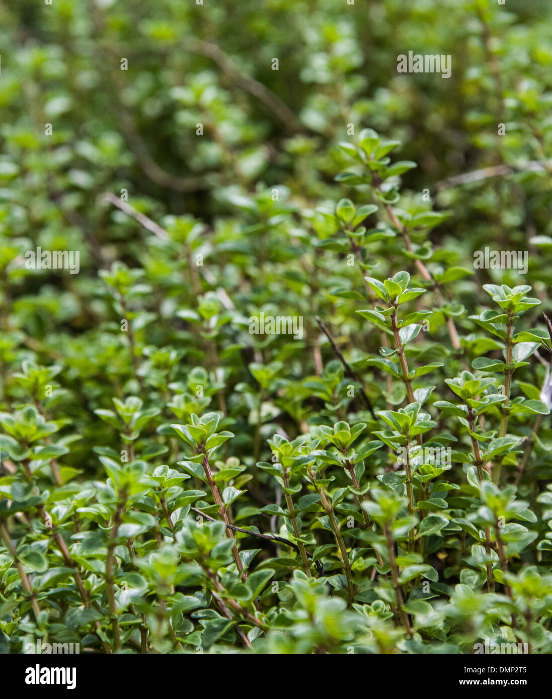 herb organic close up garden oregan Stock Photo
