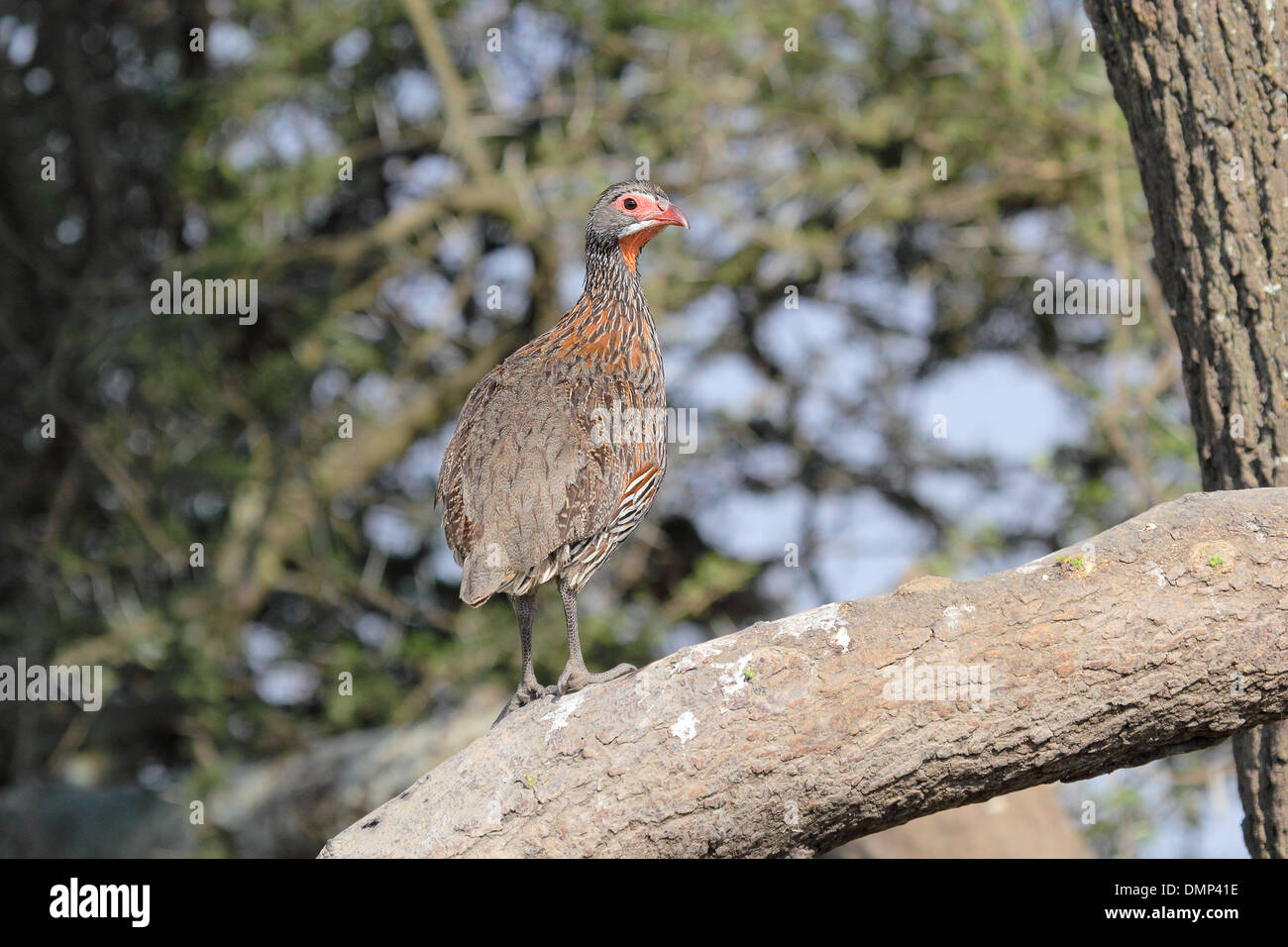 A Red-necked Spurfowl or Francolin (Pternistis afer) perched on a branch Stock Photo