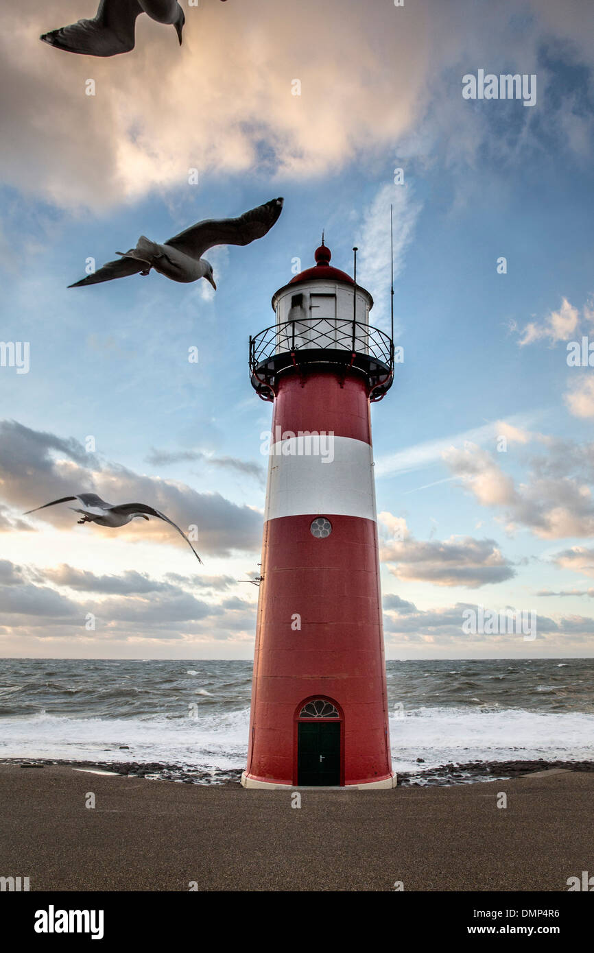 Netherlands, Westkapelle, Lighthouse on dyke. Seagulls Stock Photo