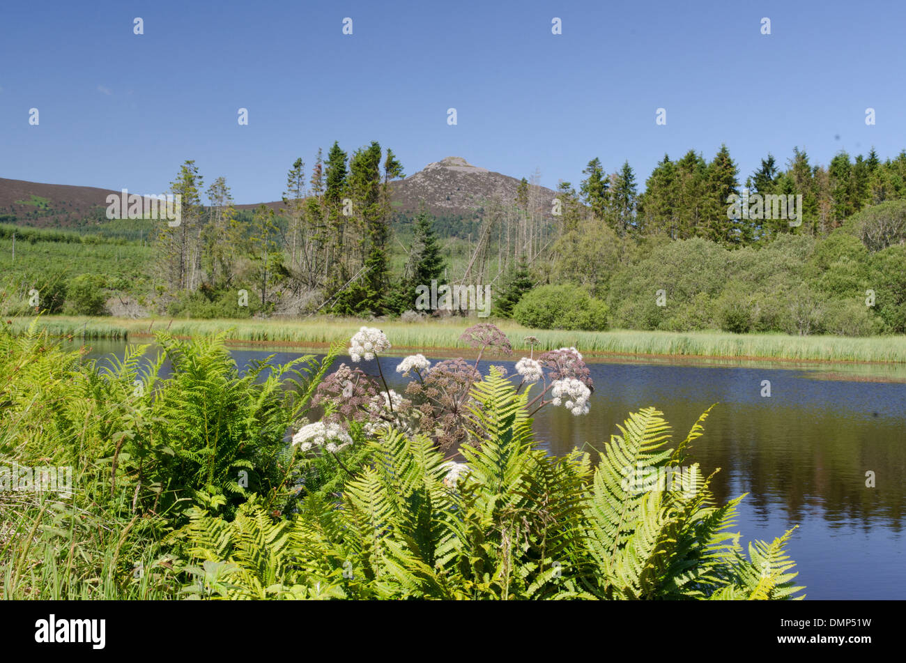 the mither tap trees wild flowers aberdeen Stock Photo