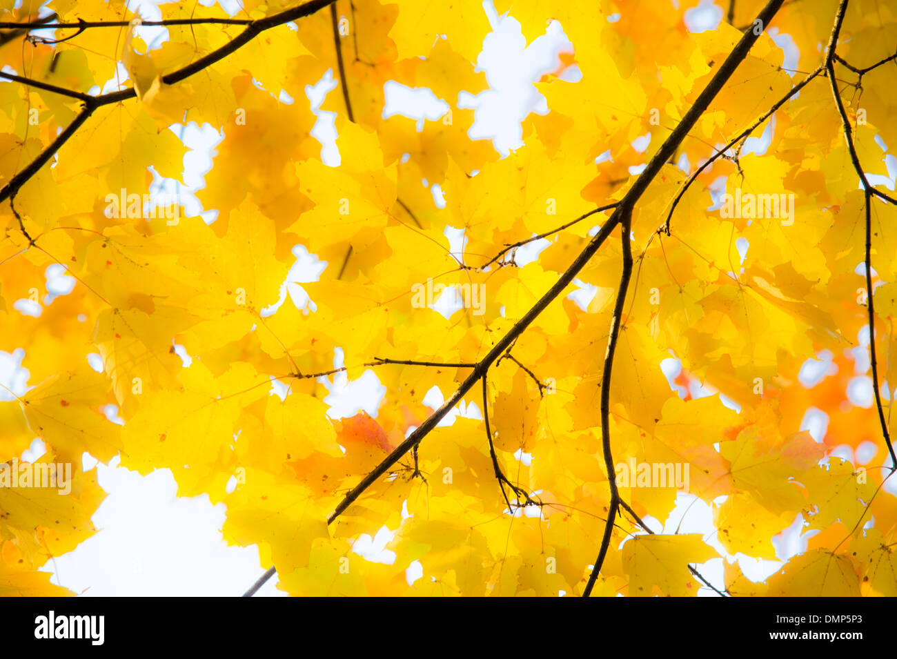 yellow-and-orange-autumn-leaves-stock-photo-alamy