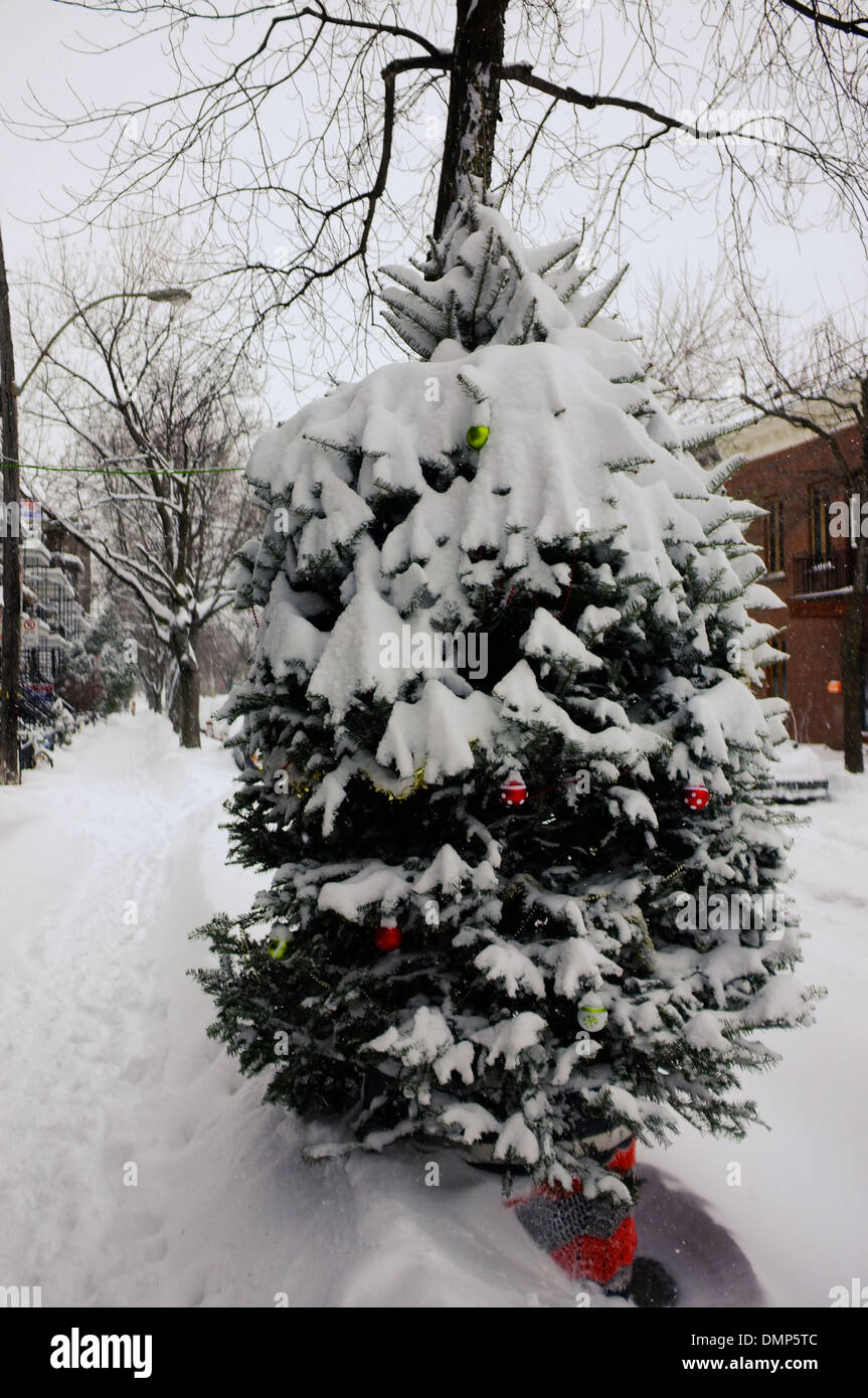 A Christmas Tree covered in snow in Montreal, Quebec. Stock Photo