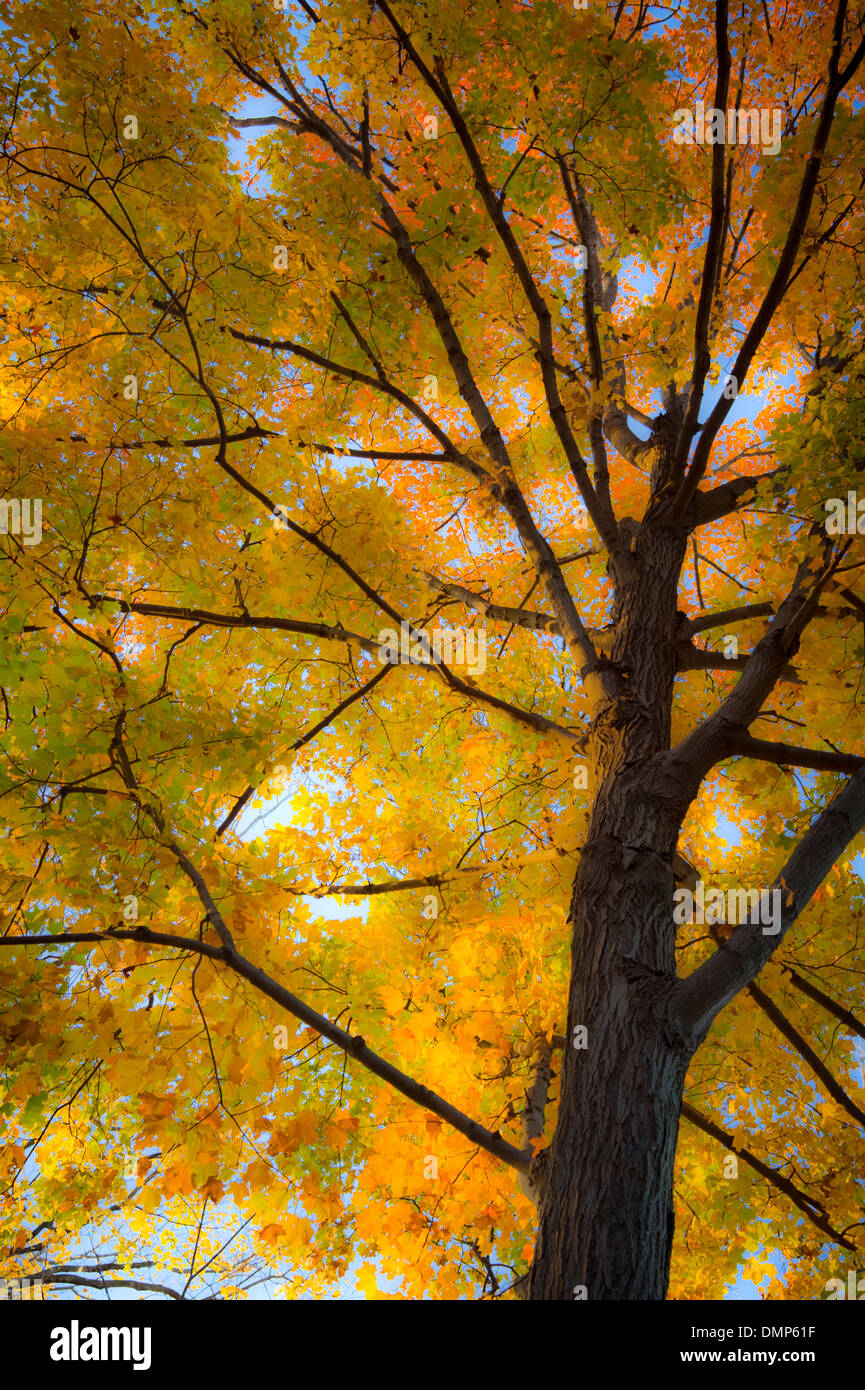 Yellow and Orange Autumn Leaves Stock Photo