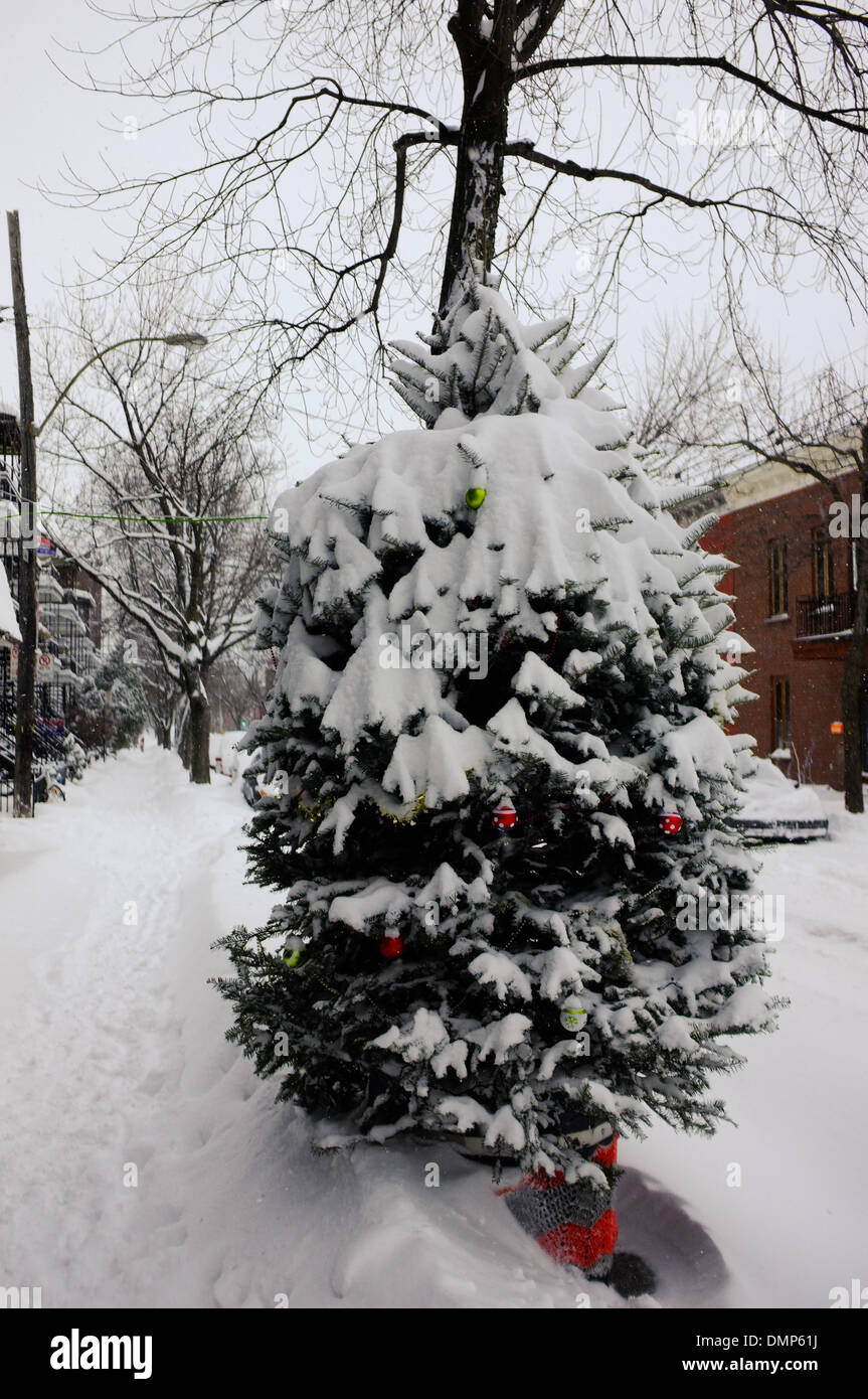 A Christmas Tree covered in snow in Montreal, Quebec. Stock Photo