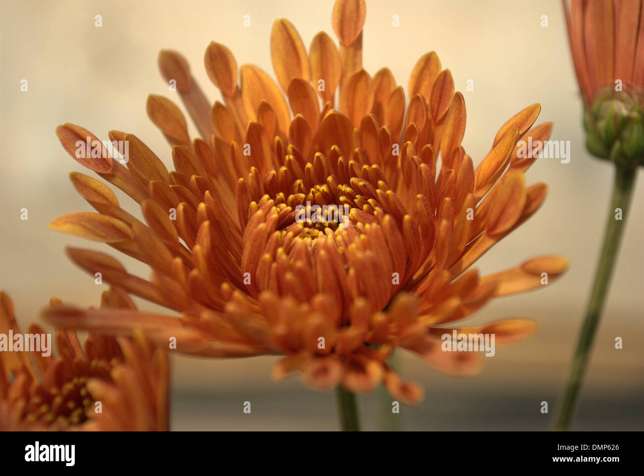 blooming of a flower Stock Photo - Alamy