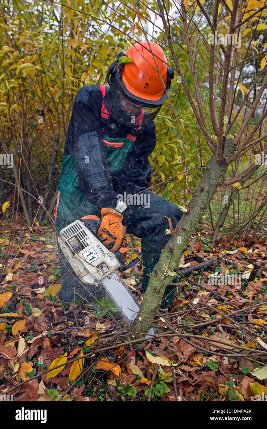 Forester controlling invasive wild black cherry (Prunus serotina) with chain saw in forest of nature reserve Stock Photo