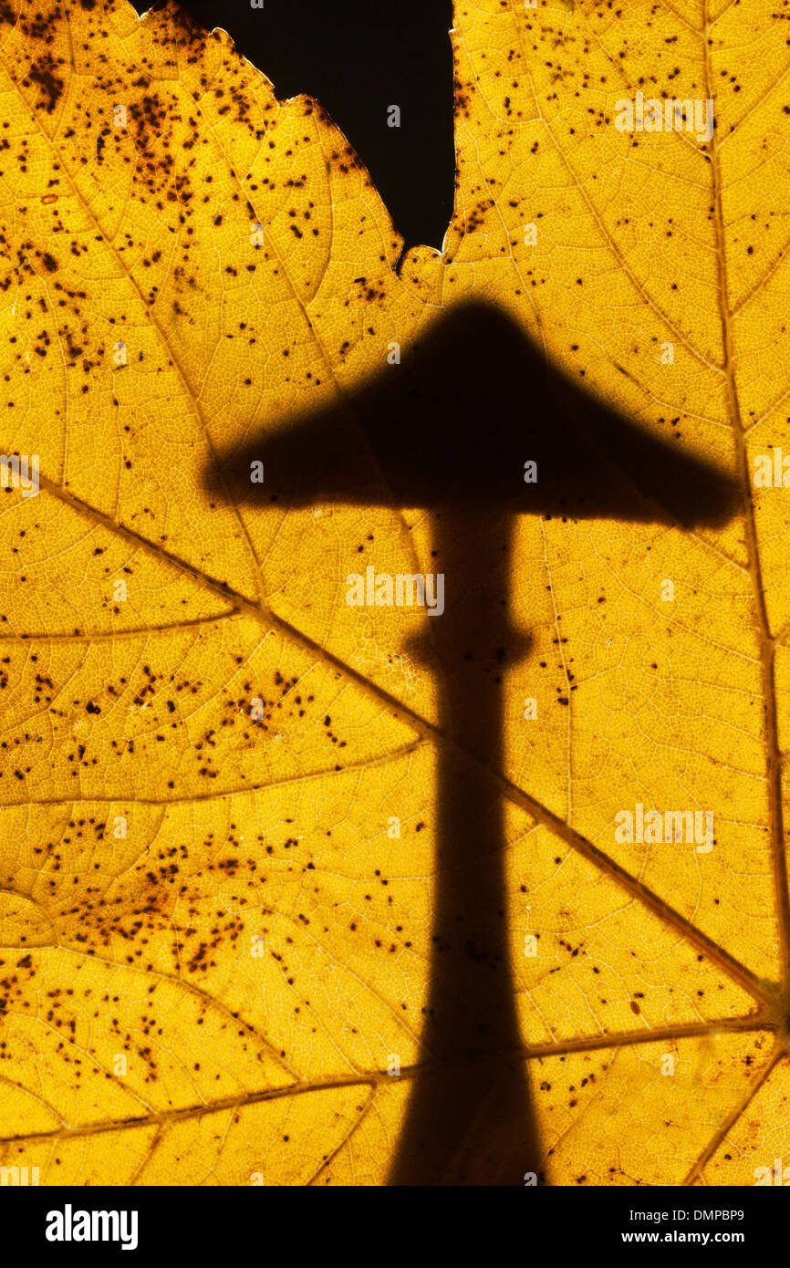 Fairylike mushroom silhouetted against autumn leaf showing fall colors in forest Stock Photo