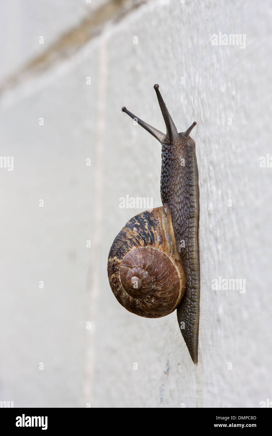 Common garden snail (Helix aspersa / Cornu aspersum / Cryptomphalus aspersus), garden pests climbing white wall Stock Photo