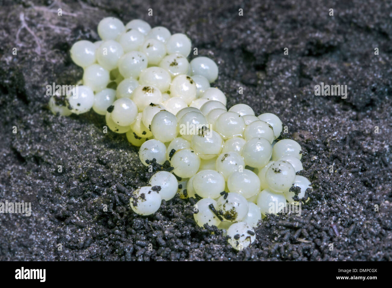 Clump of white snail eggs on the soil, garden pests Stock Photo