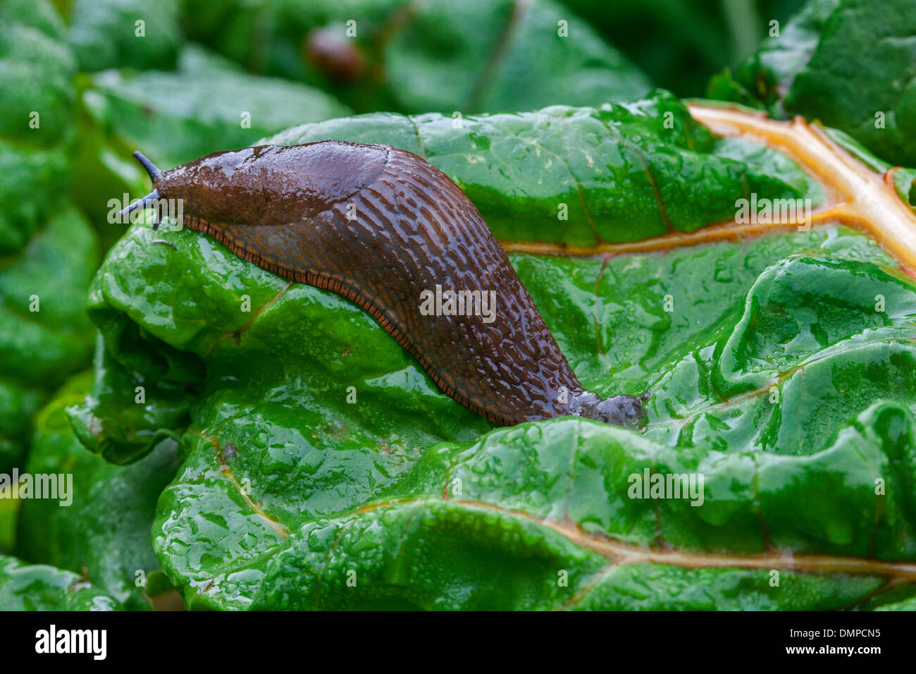 Large red slug / European red slug (Arion rufus) on vegetables, pests in vegetable garden Stock Photo